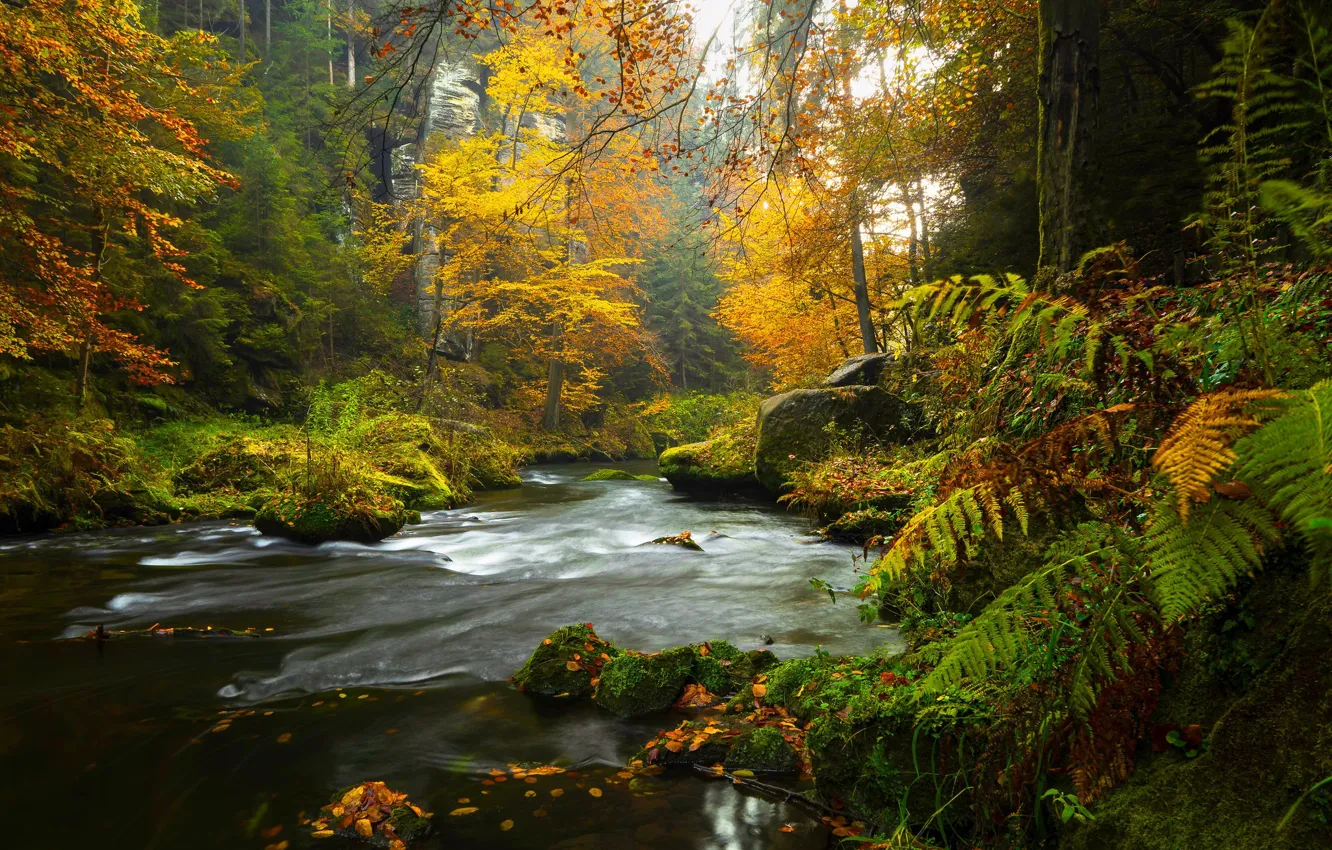 Photo wallpaper forest, trees, stones, moss, river