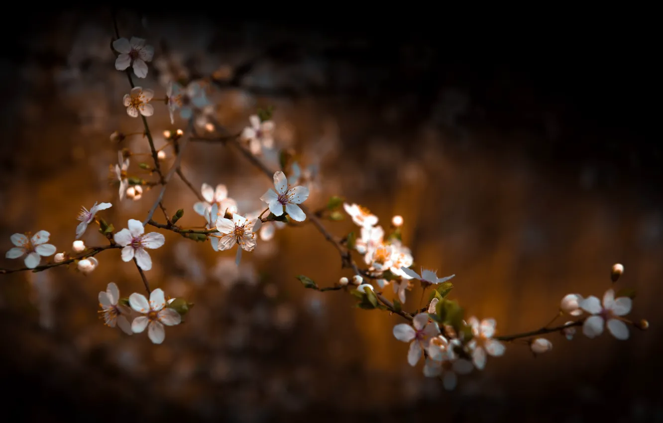 Photo wallpaper nature, spring, garden