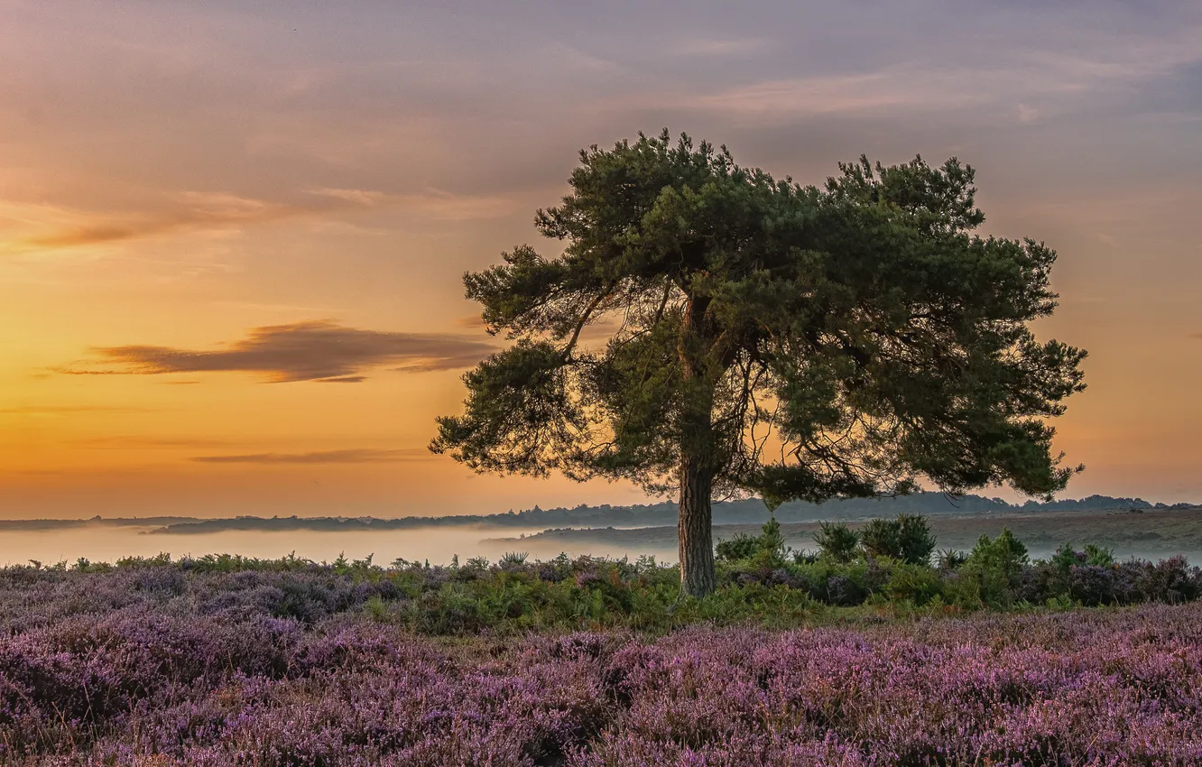 Photo wallpaper field, trees, flowers, pine, Heather