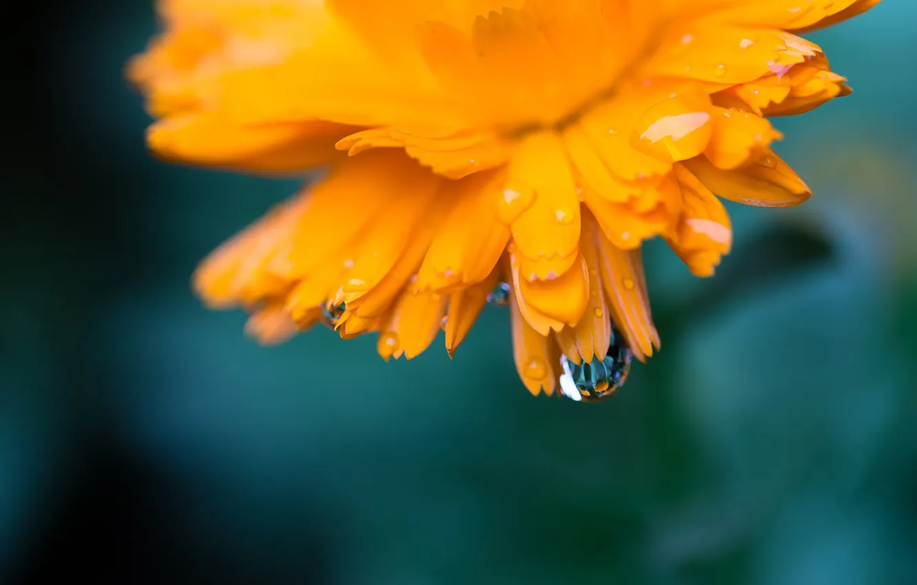 Photo wallpaper macro, flowers, orange, Rosa, calendula