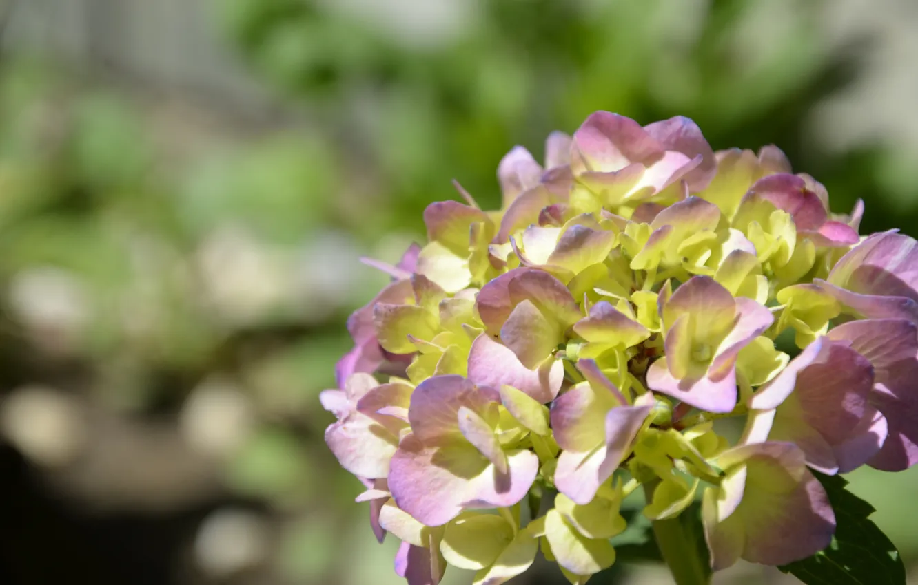 Photo wallpaper leaves, macro, flowers, hydrangea