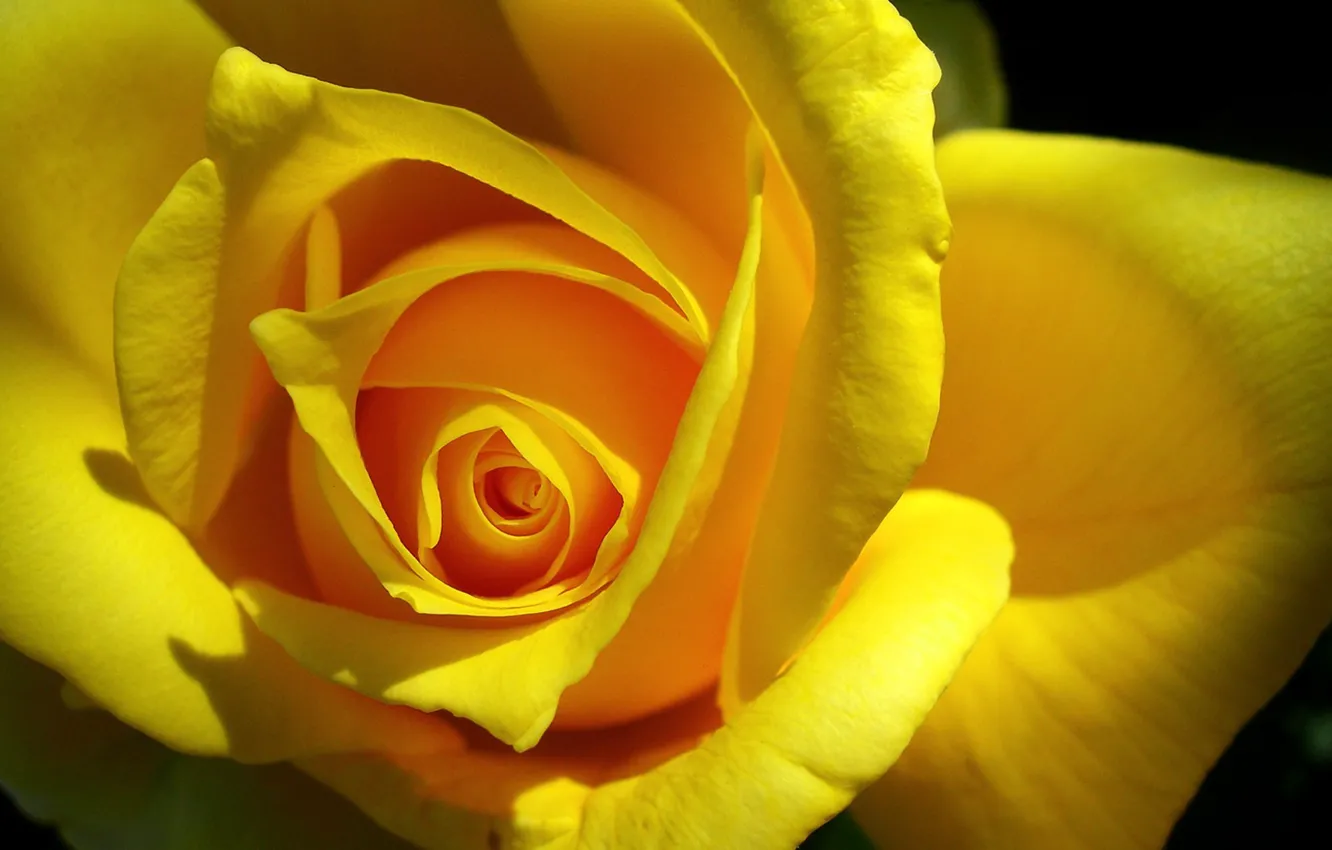 Photo wallpaper flowers, nature, macro photos, macro rose roses