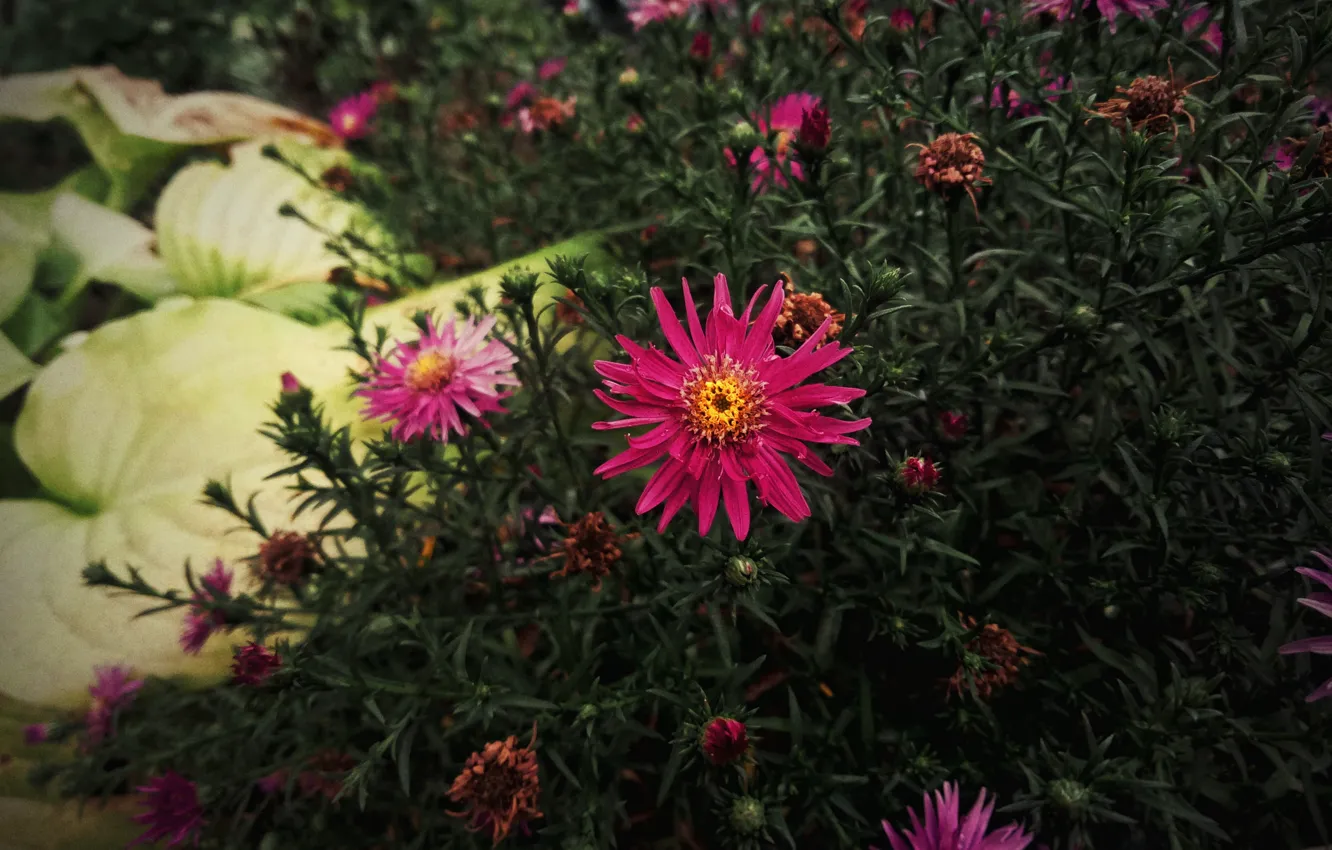 Photo wallpaper flower, plant, aster