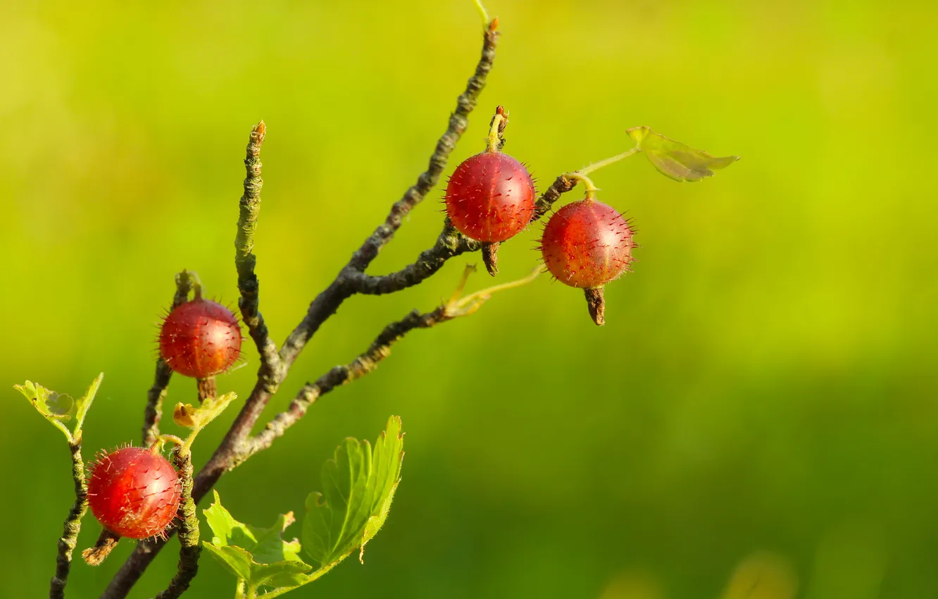 Photo wallpaper fruit, twig, gooseberry