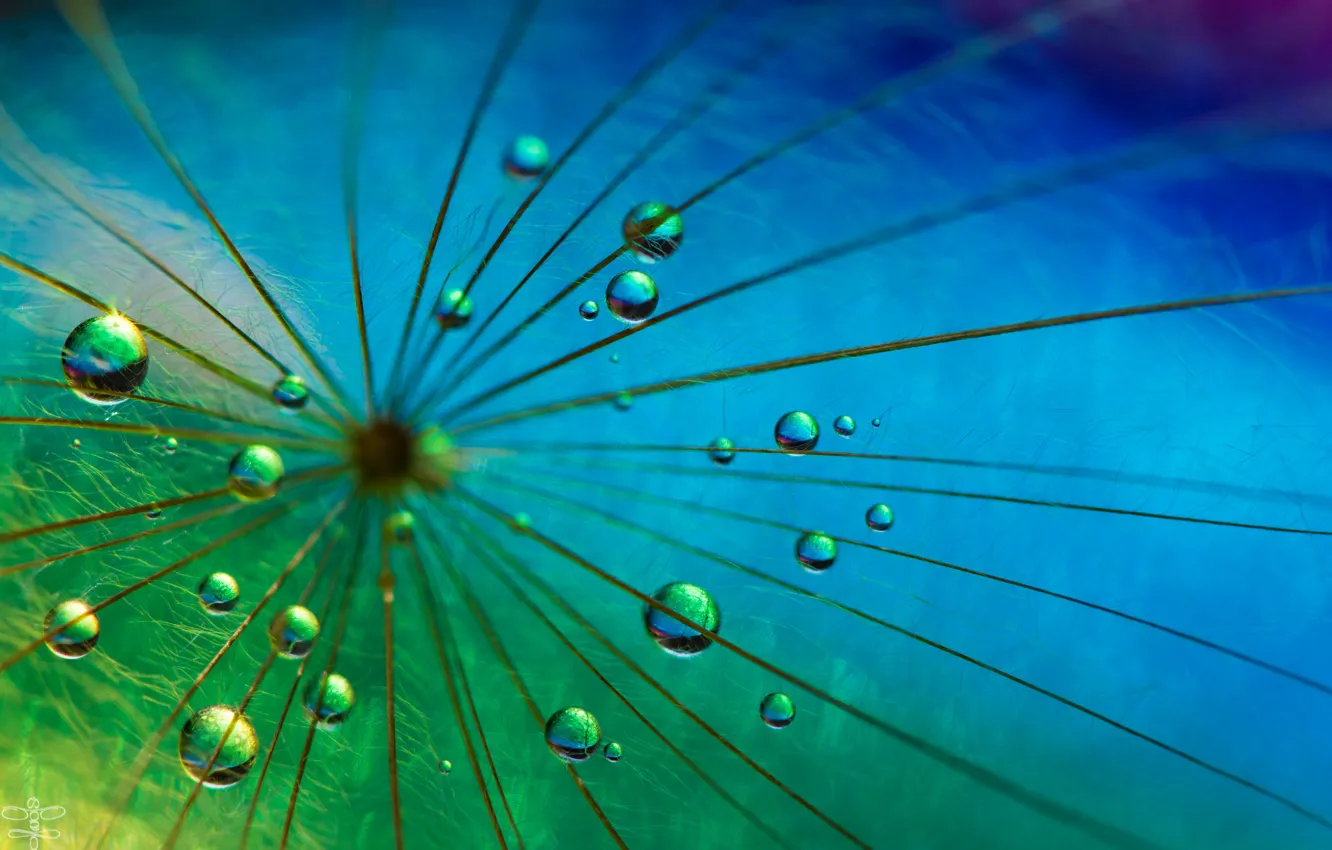 Photo wallpaper drops, nature, paint, blade of grass