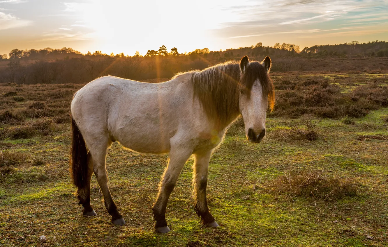 Photo wallpaper field, look, face, light, horse, horse