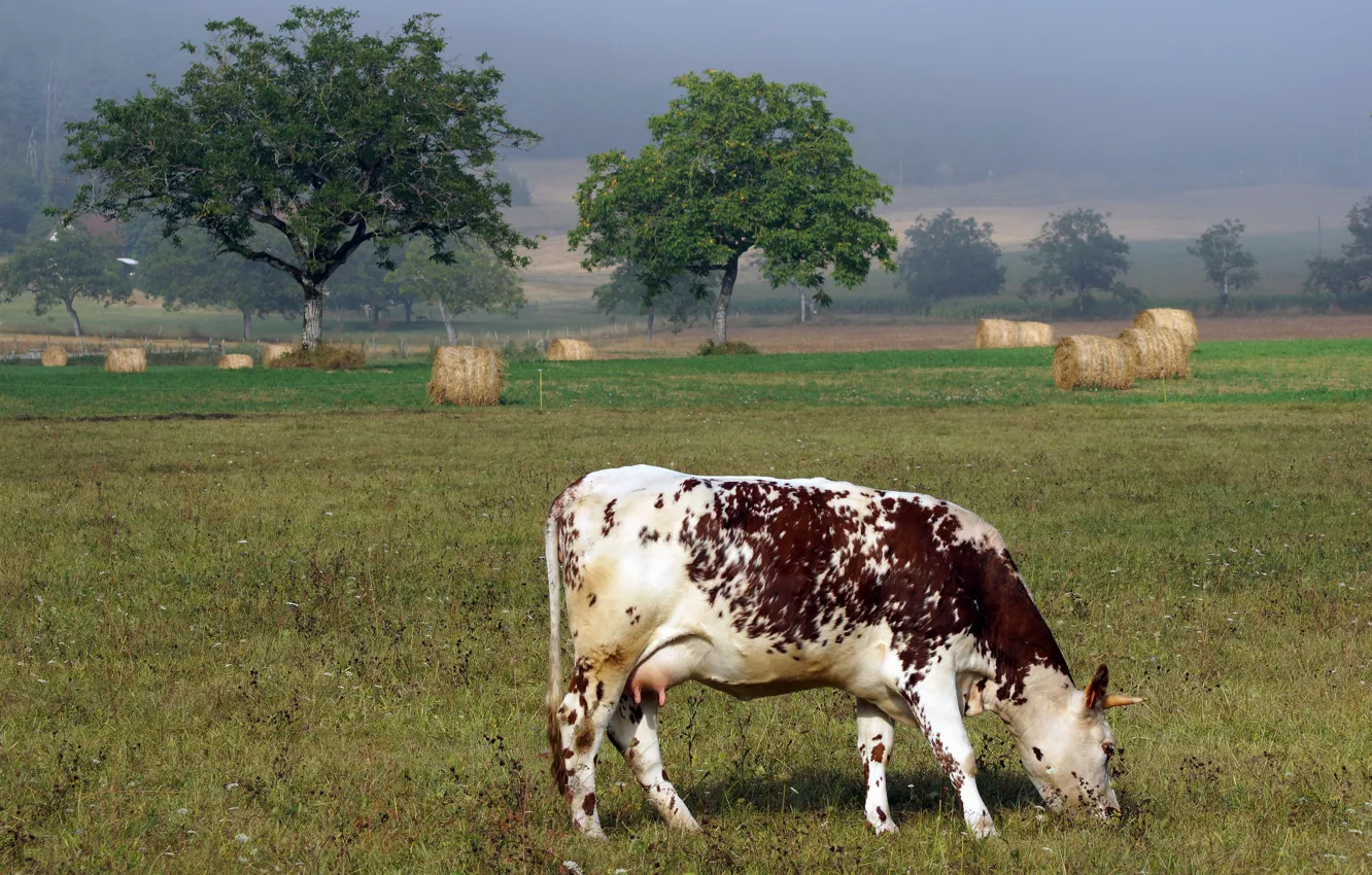 Photo wallpaper nature, cows, spotted, grazing