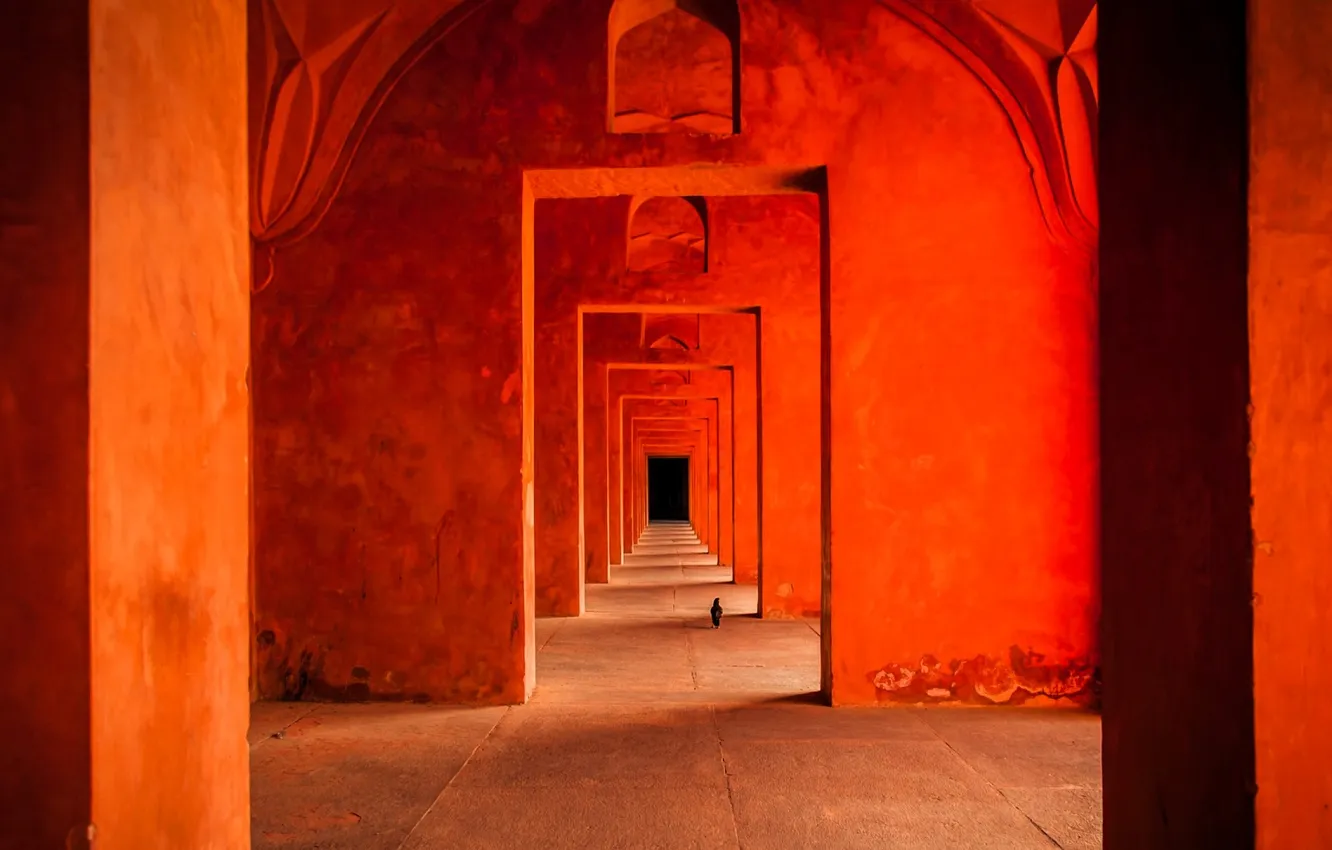Photo wallpaper cat, cat, corridor, doorways