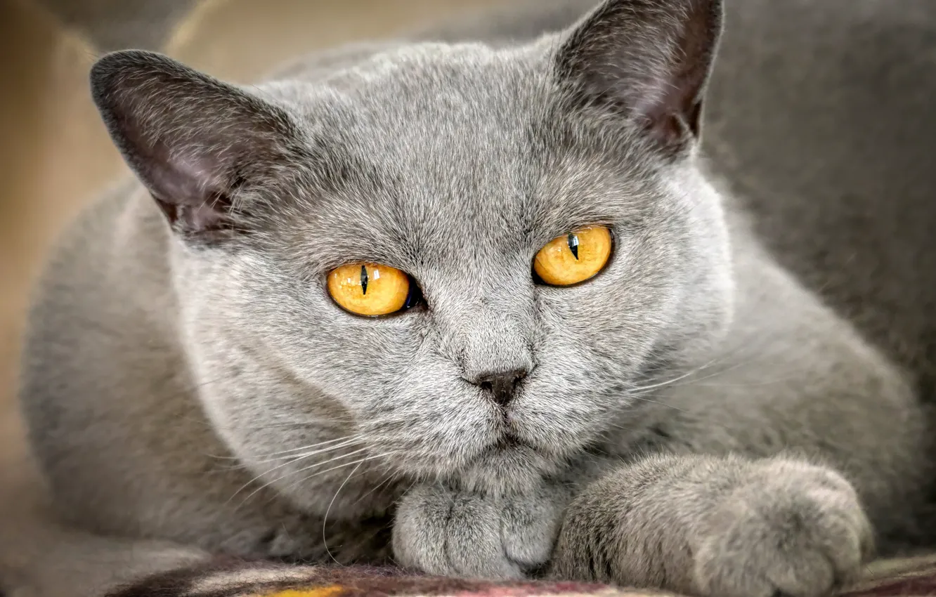 Photo wallpaper cat, eyes, cat, look, face, close-up, grey, background