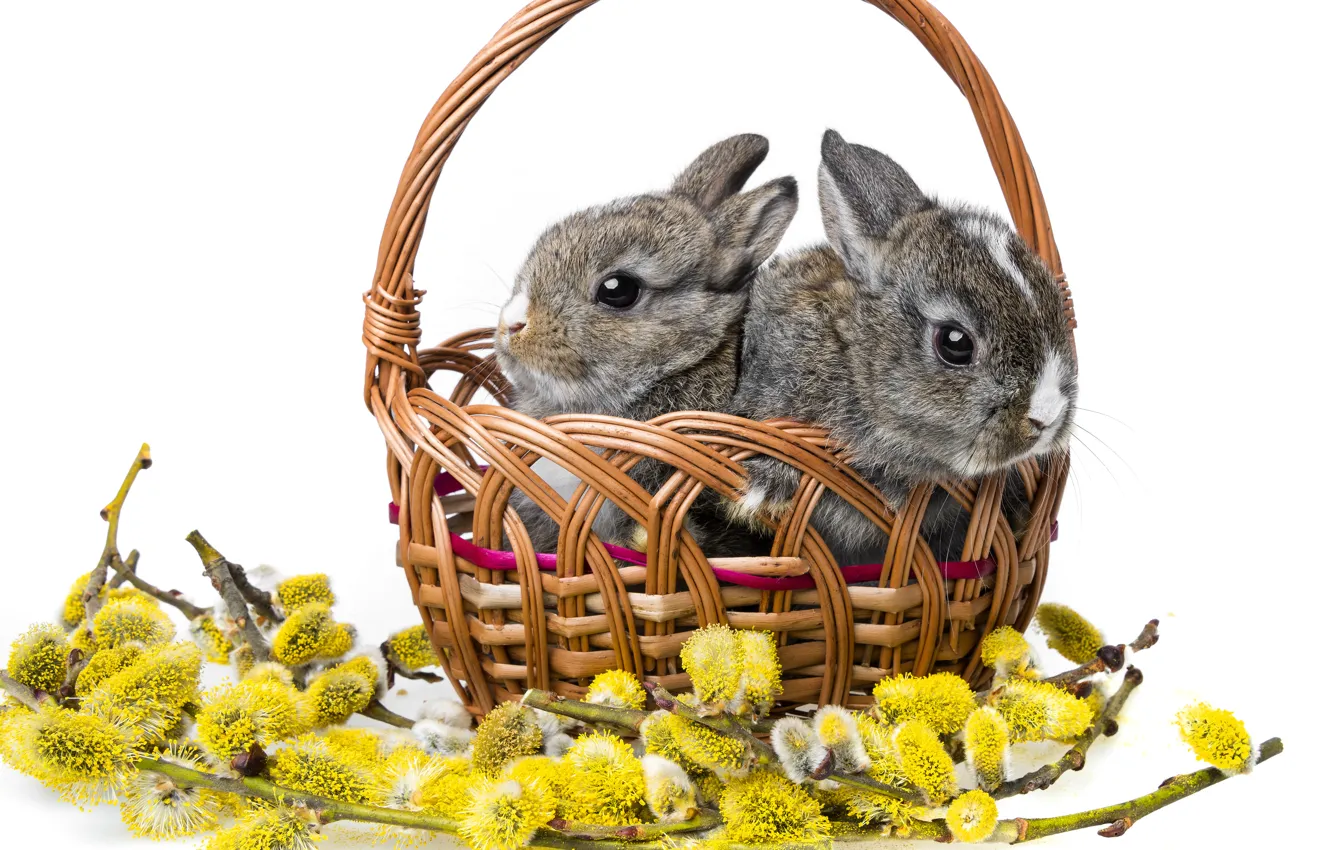Photo wallpaper rabbits, white background, basket, Verba, cubs, rabbits