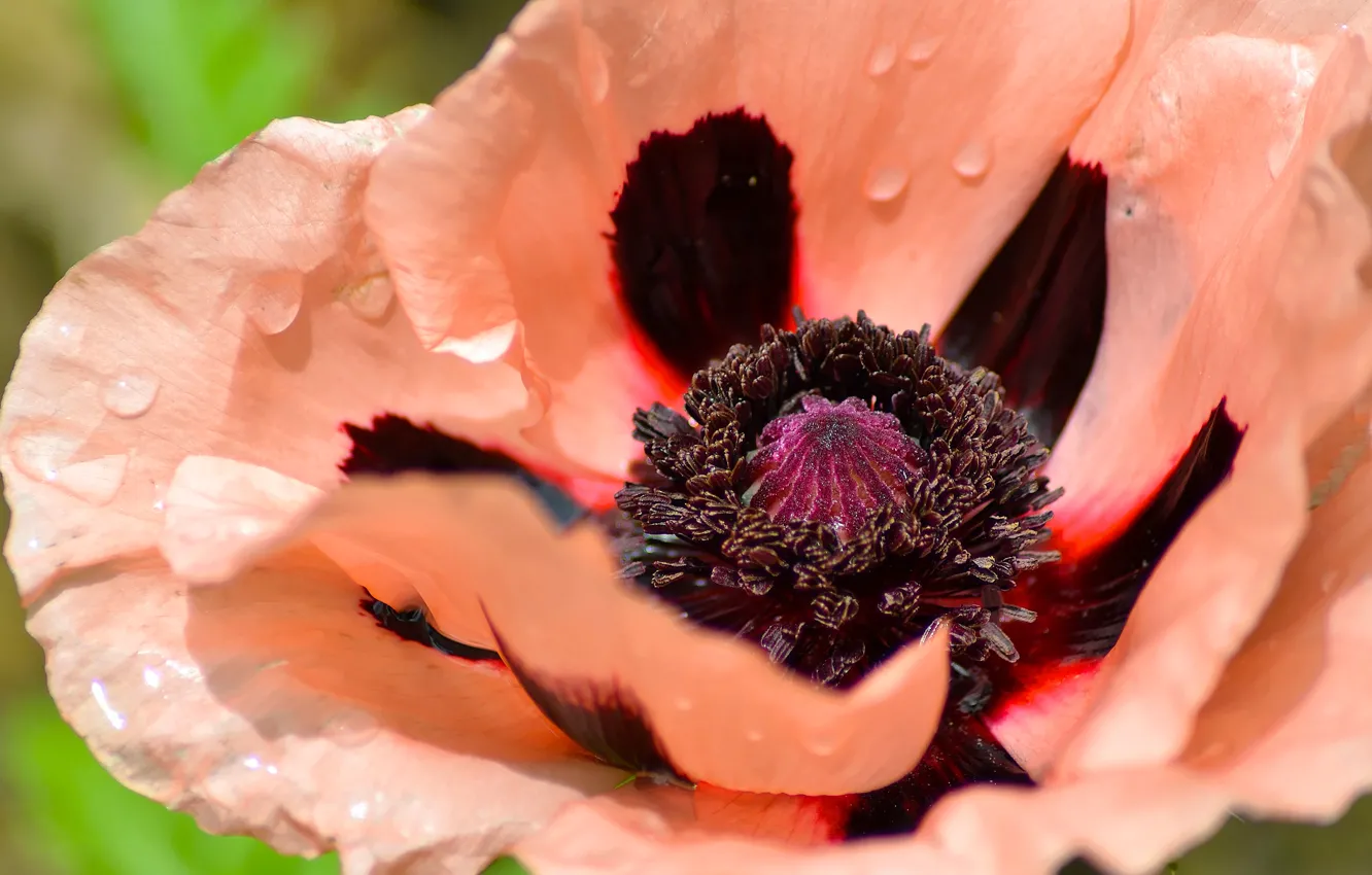 Photo wallpaper drops, macro, Mac, petals
