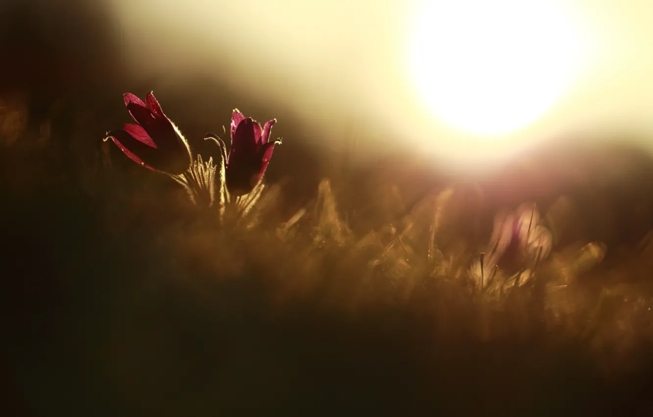 Photo wallpaper the sun, macro, flowers, red, background, widescreen, Wallpaper, plant