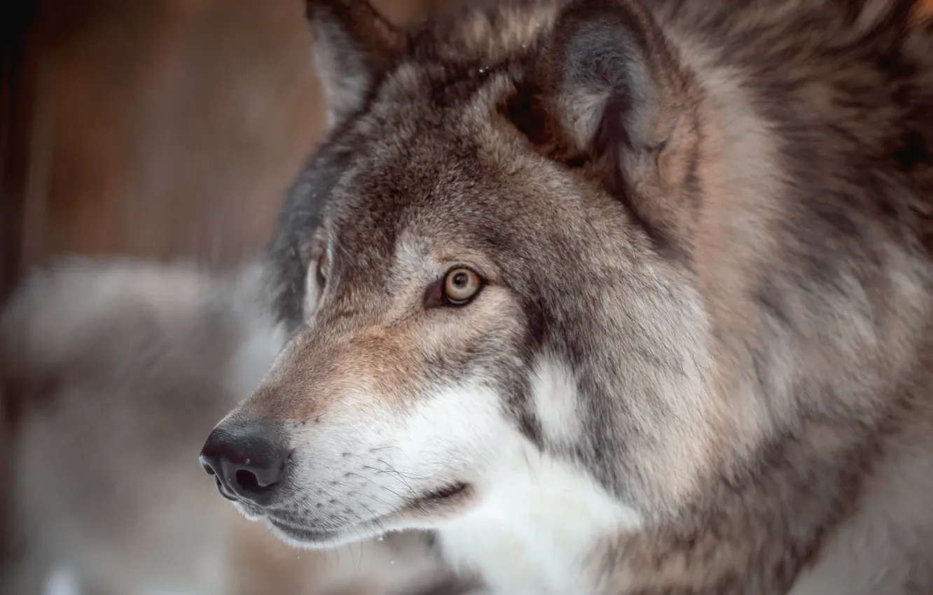 Photo wallpaper Predator, nature, animal, wolf, wildlife, portrait, portrait., Canis lupus. face