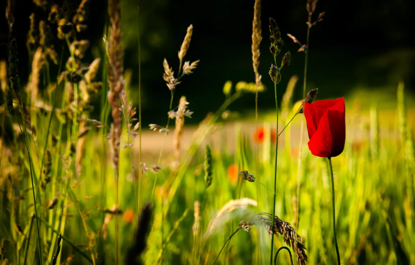 Photo wallpaper red, flower, nature, spring