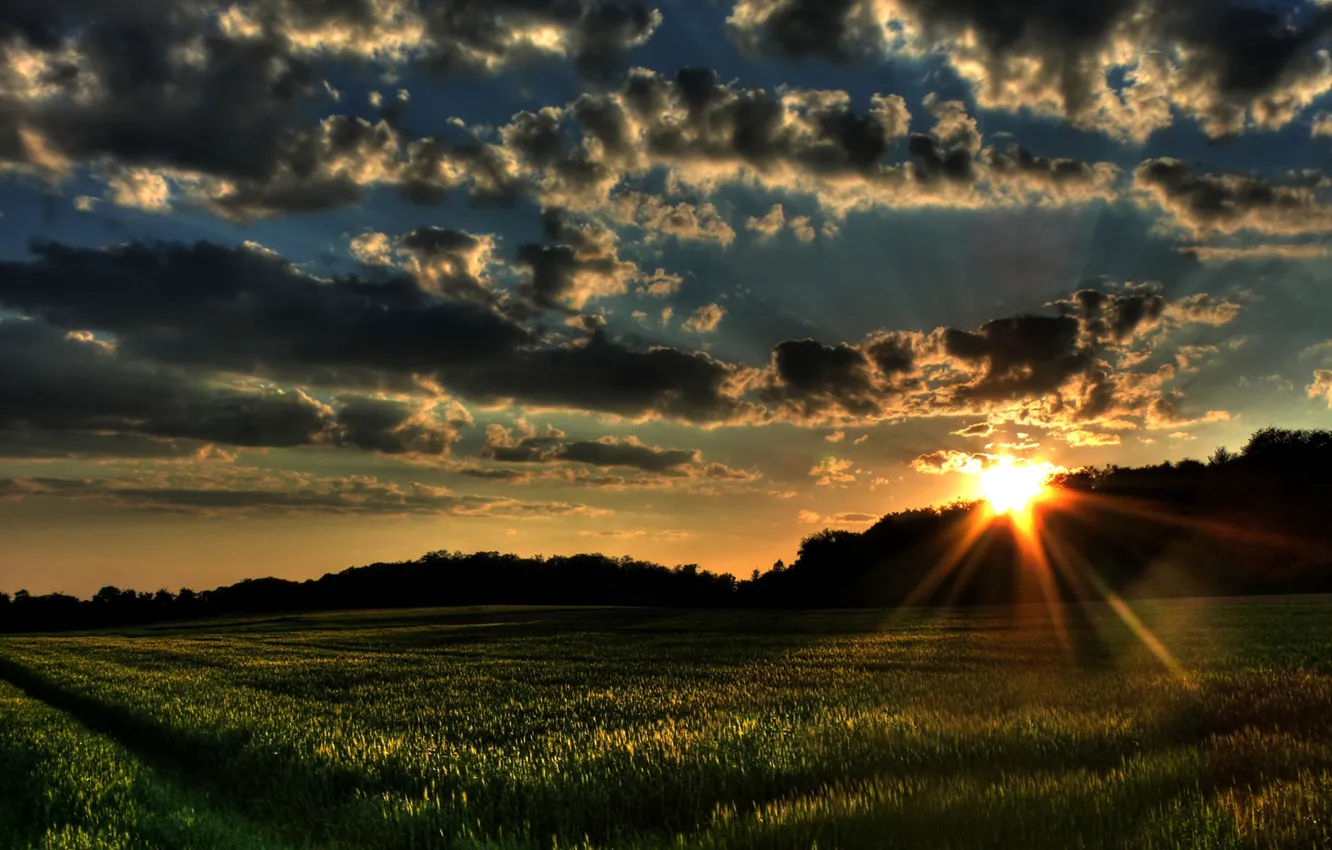 Photo wallpaper field, forest, grass, the sun, clouds, trees, landscape, sunset