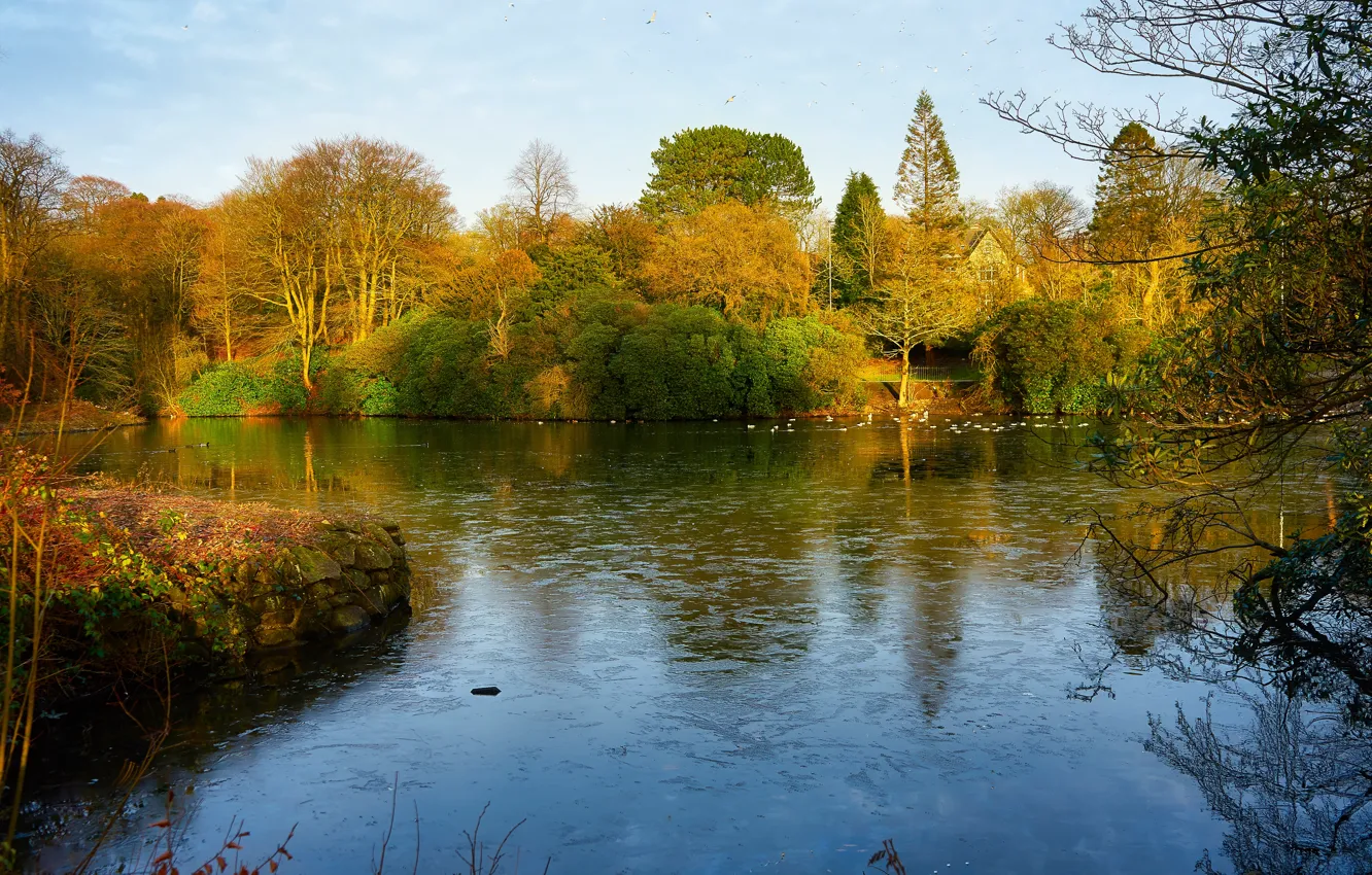 Photo wallpaper sky, trees, water, pond, ducks, Lancashire, Blackburn
