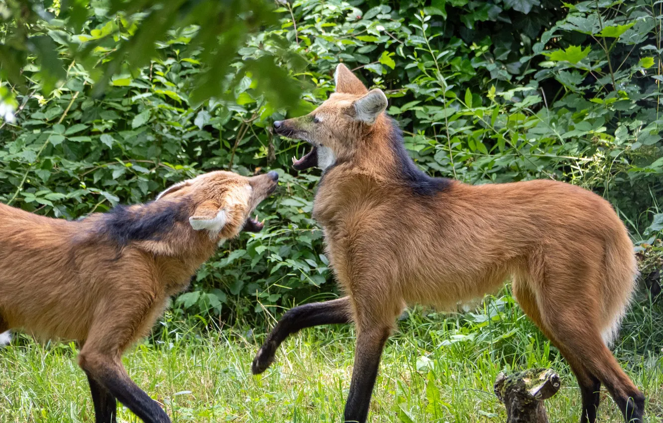 Photo wallpaper nature, animal, the game, guar, green, The Maned Wolf