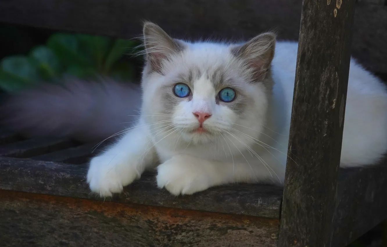 Photo wallpaper cat, look, muzzle, kitty, blue eyes, Ragdoll