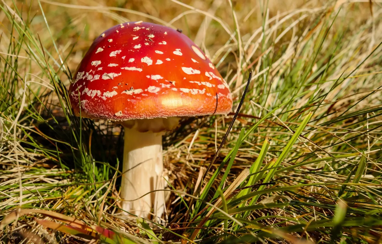 Photo wallpaper grass, mushroom, mushroom
