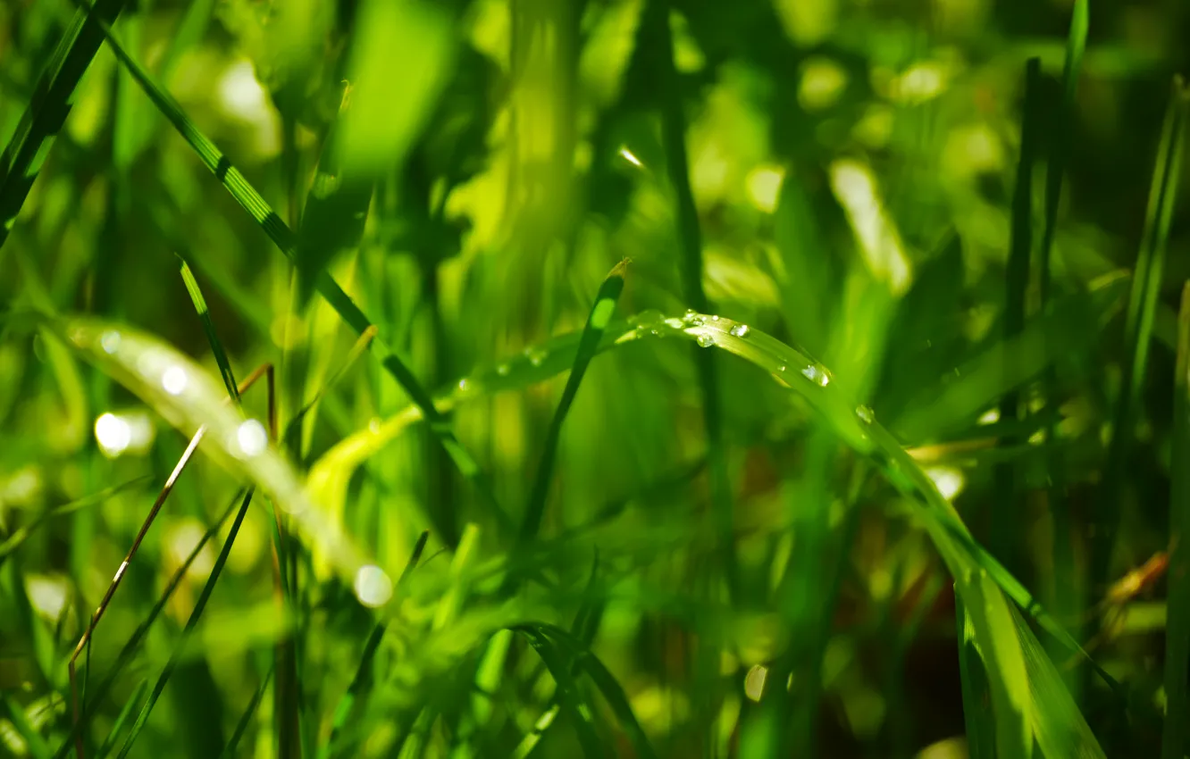 Photo wallpaper greens, summer, grass, drops, light, bokeh