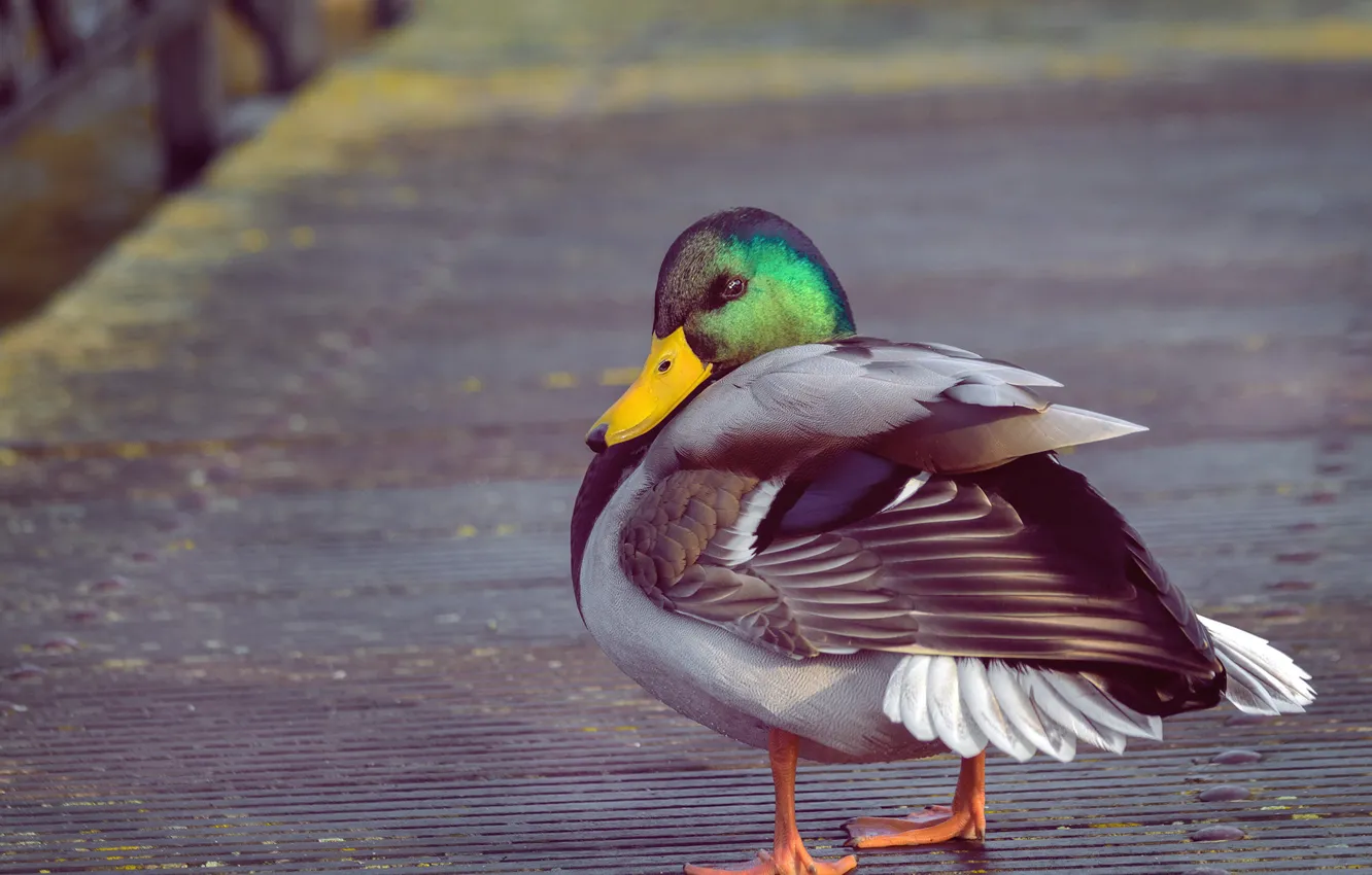 Photo wallpaper nature, background, bird, duck, the sidewalk, Drake, flooring