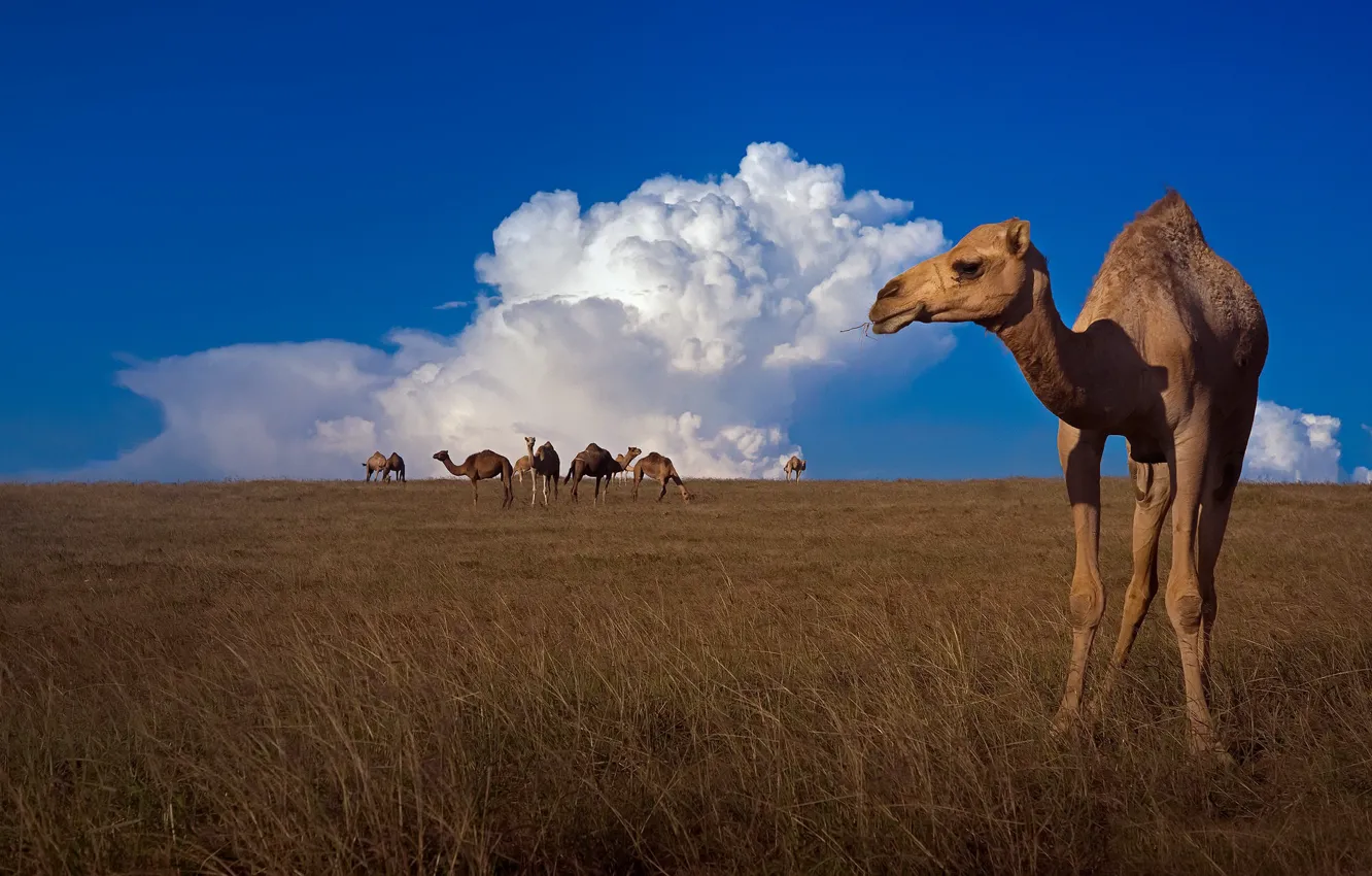Photo wallpaper the sky, nature, camels