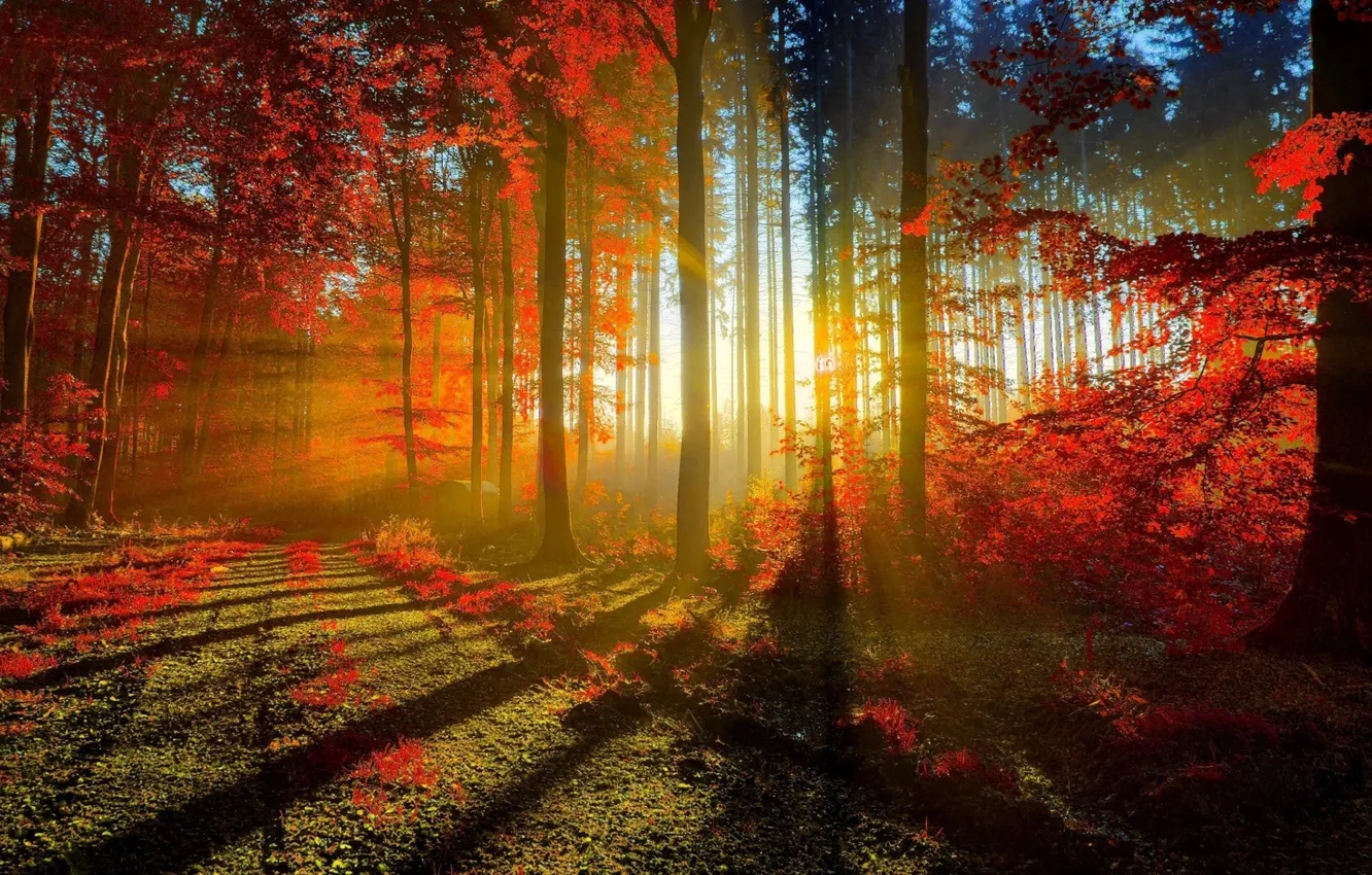 Photo wallpaper wallpaper, forest, trees, autumn, rays, sun