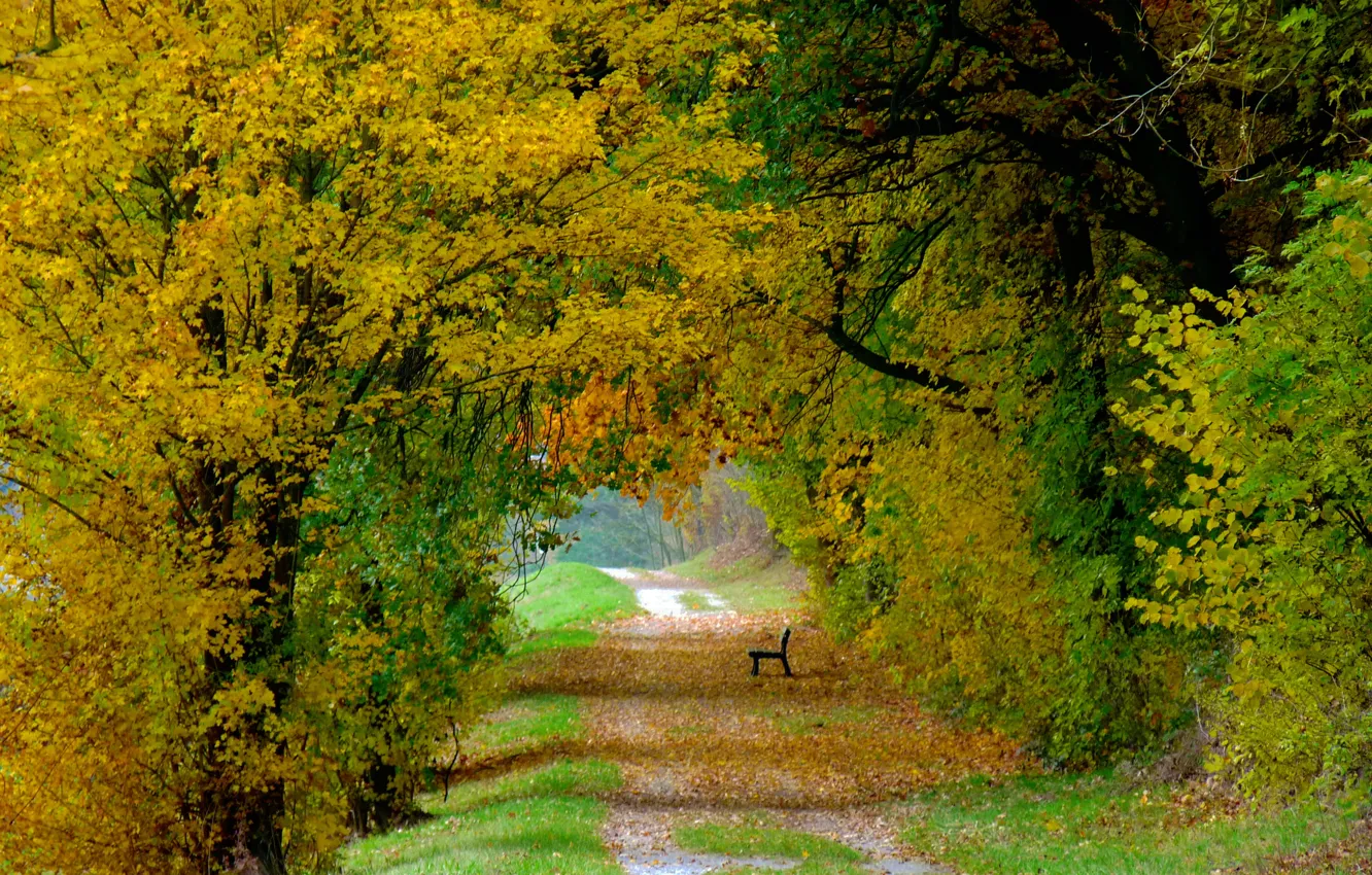 Photo wallpaper autumn, leaves, trees, bench, nature, colorful, track, falling leaves