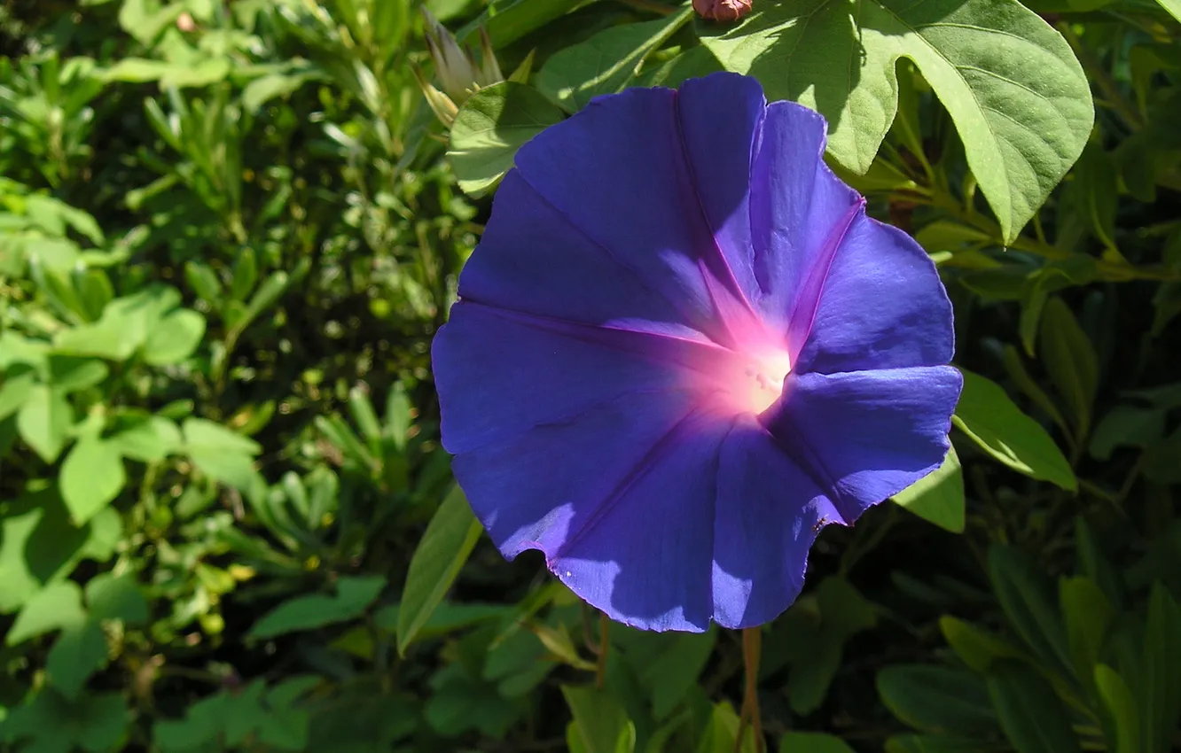 Photo wallpaper macro, flowers, leaf, plant