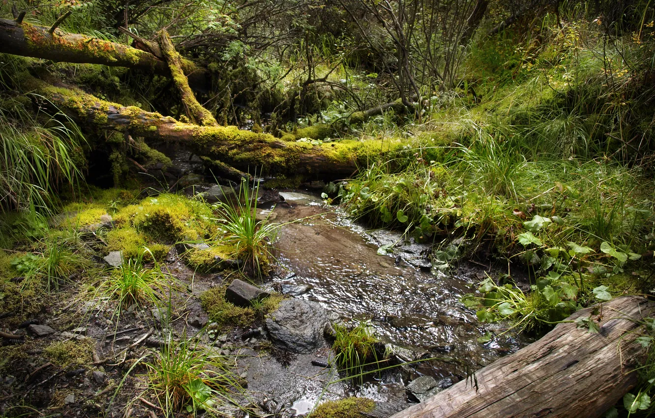 Photo wallpaper stream, journey, The Altai Mountains, Venturism