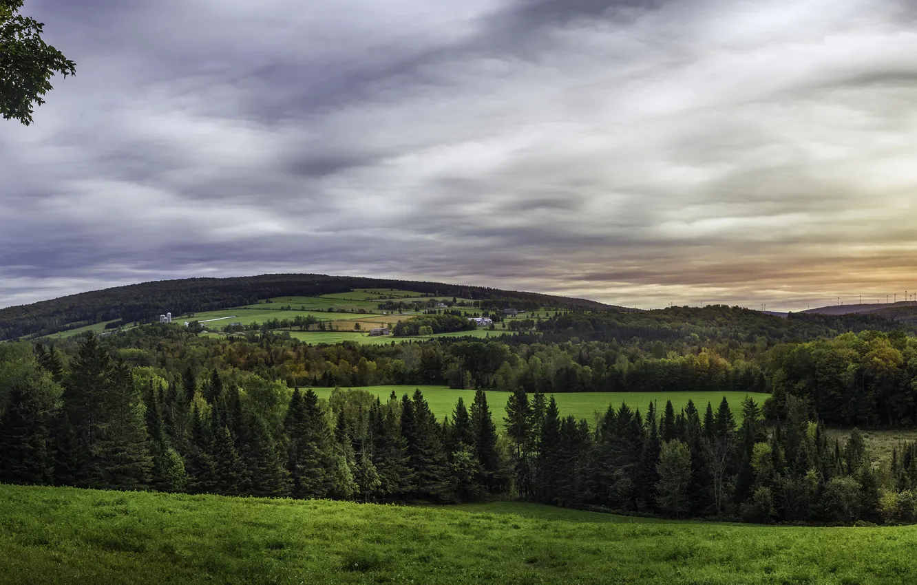 Photo wallpaper field, forest, trees, meadow, Canada, Quebec