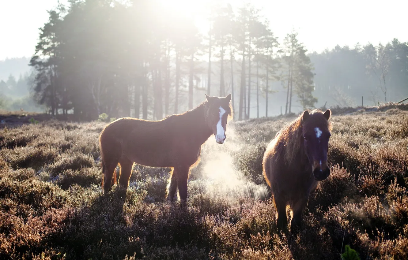 Photo wallpaper field, horses, morning