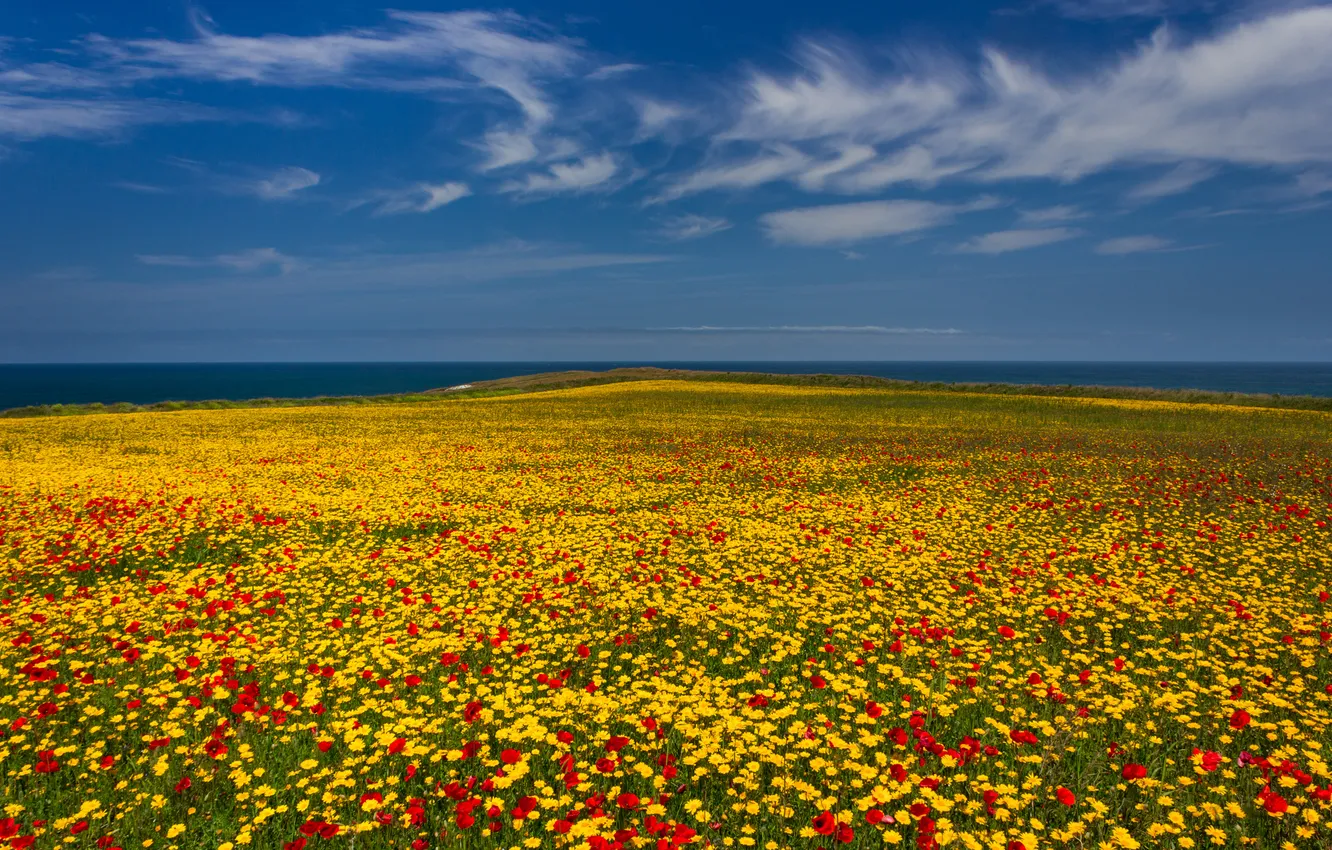 Photo wallpaper sea, field, the sky, flowers, meadow