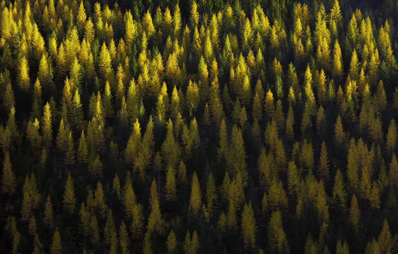 Photo wallpaper autumn, forest, trees, nature