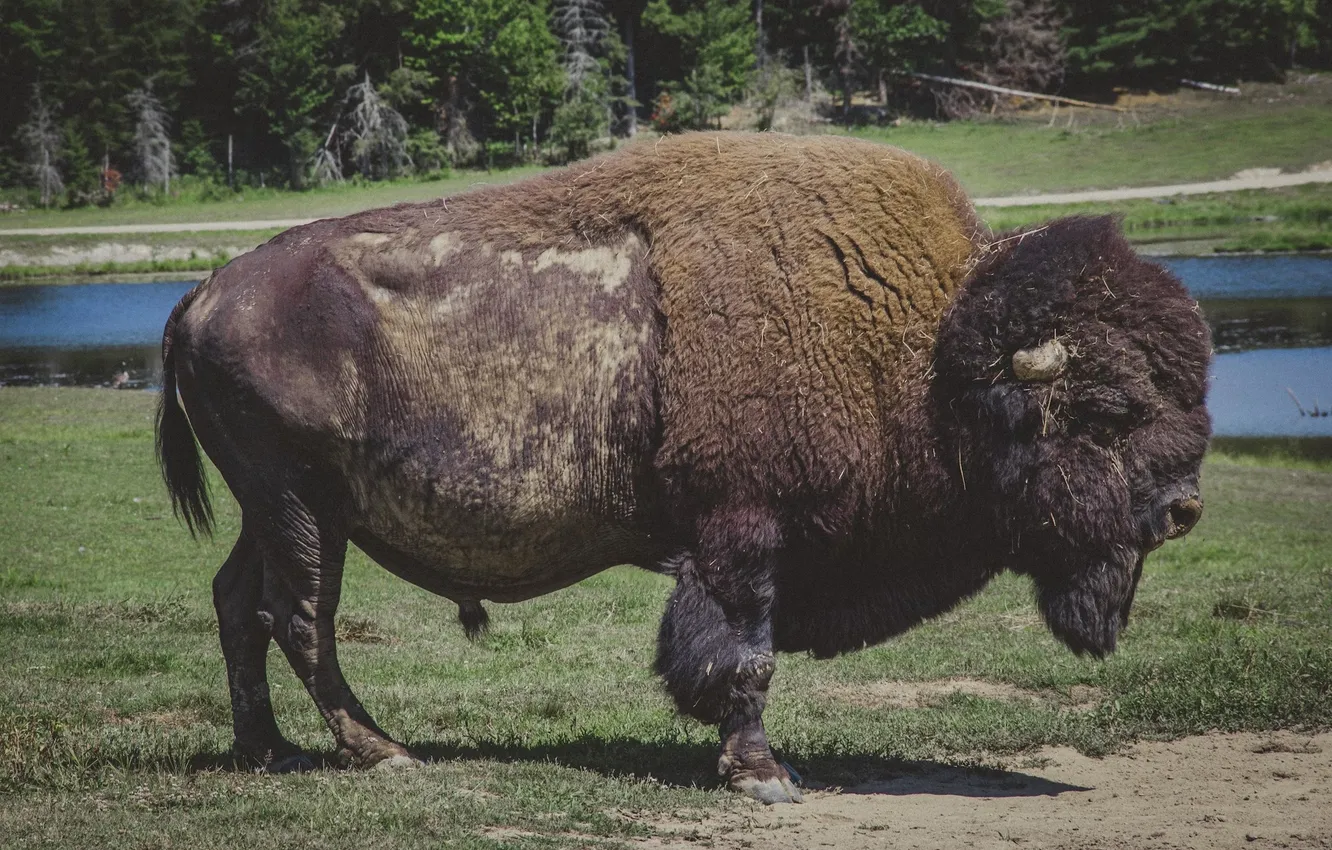 Photo wallpaper america, animal, Bison, Buffalo