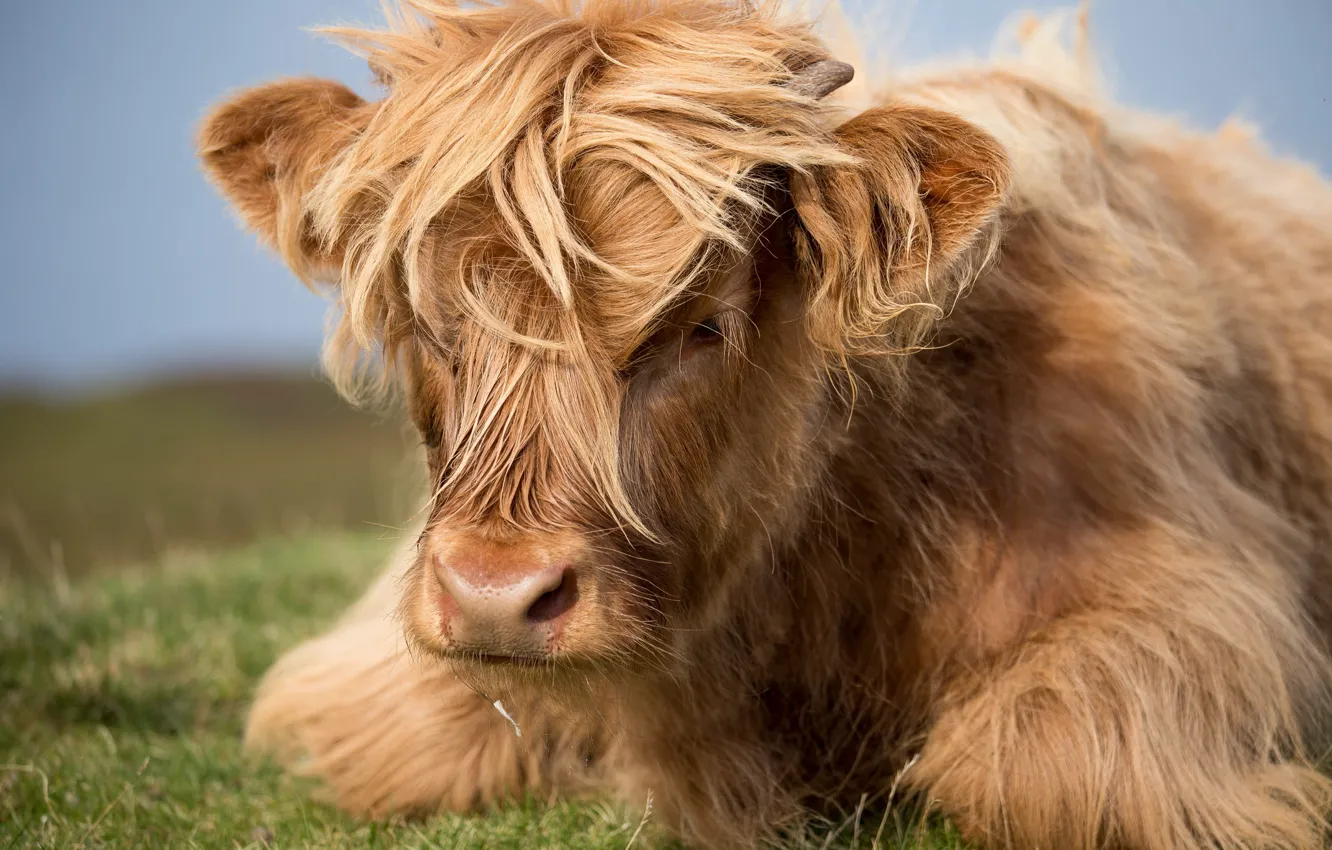 Photo wallpaper nature, stay, pussy, bychek, .baby