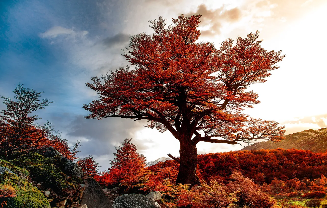 Photo wallpaper autumn, landscape, nature, stones, tree, Chile