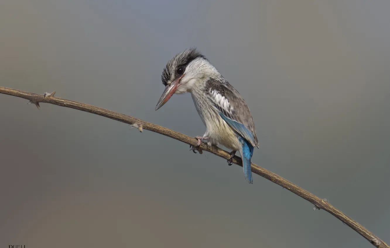 Photo wallpaper sprig, grey background, Kingfisher, DUELL ©