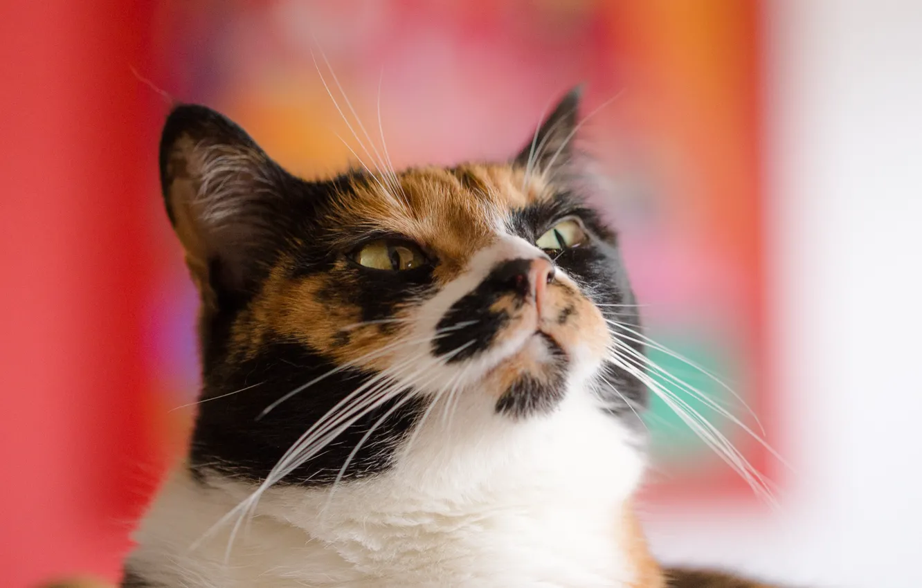 Photo wallpaper cat, eyes, mustache, background