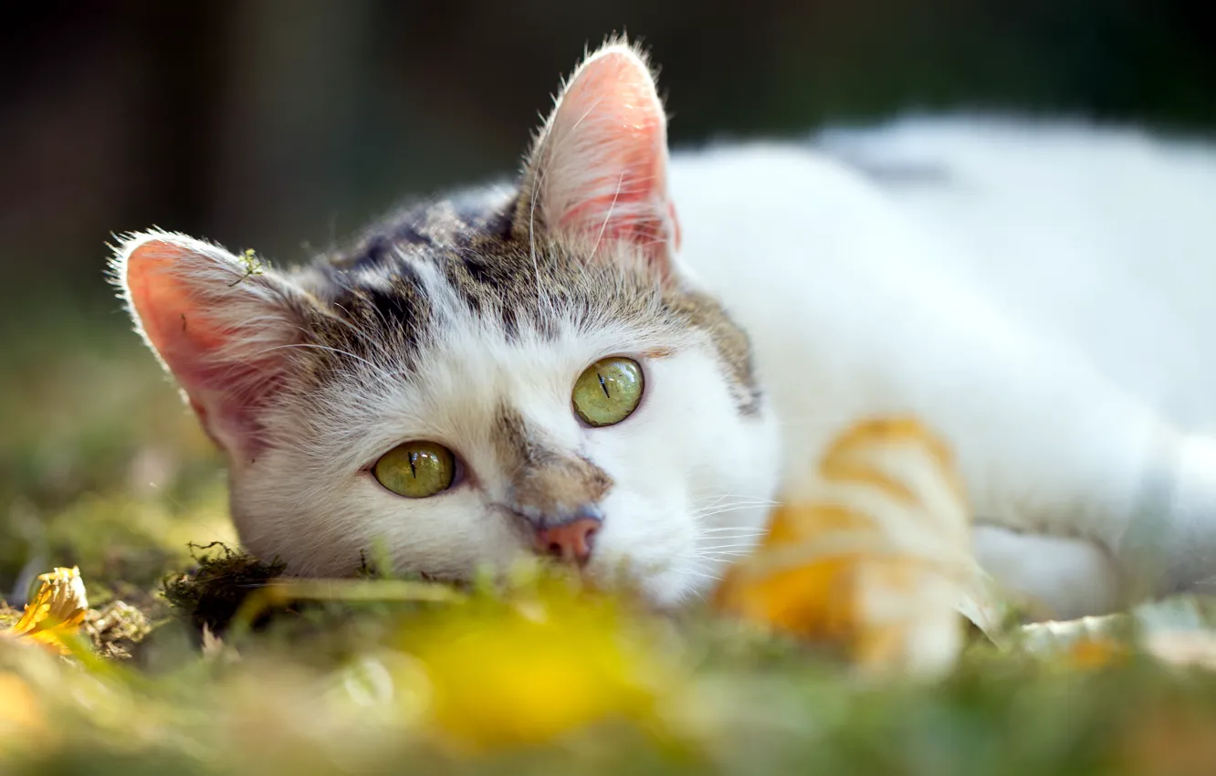 Photo wallpaper cat, summer, background