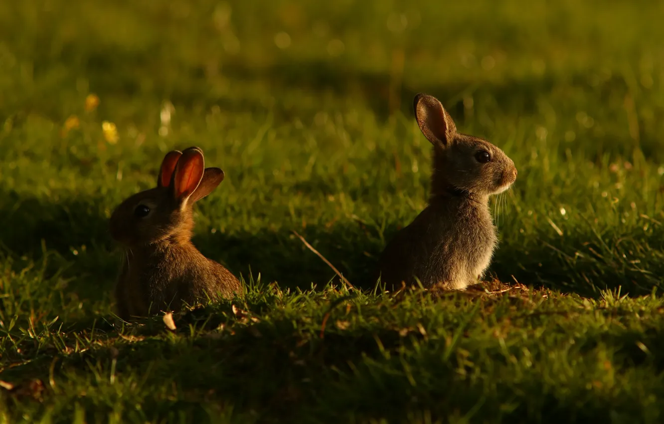 Photo wallpaper grass, light, glade, rabbit, rabbits, Bunny, cubs, bunnies