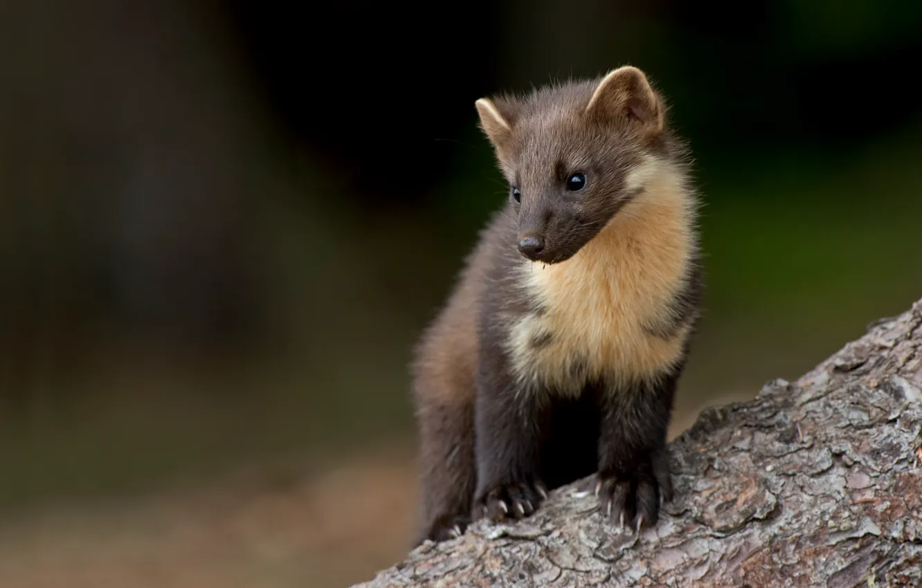 Photo wallpaper look, nature, pose, the dark background, face, animal, marten
