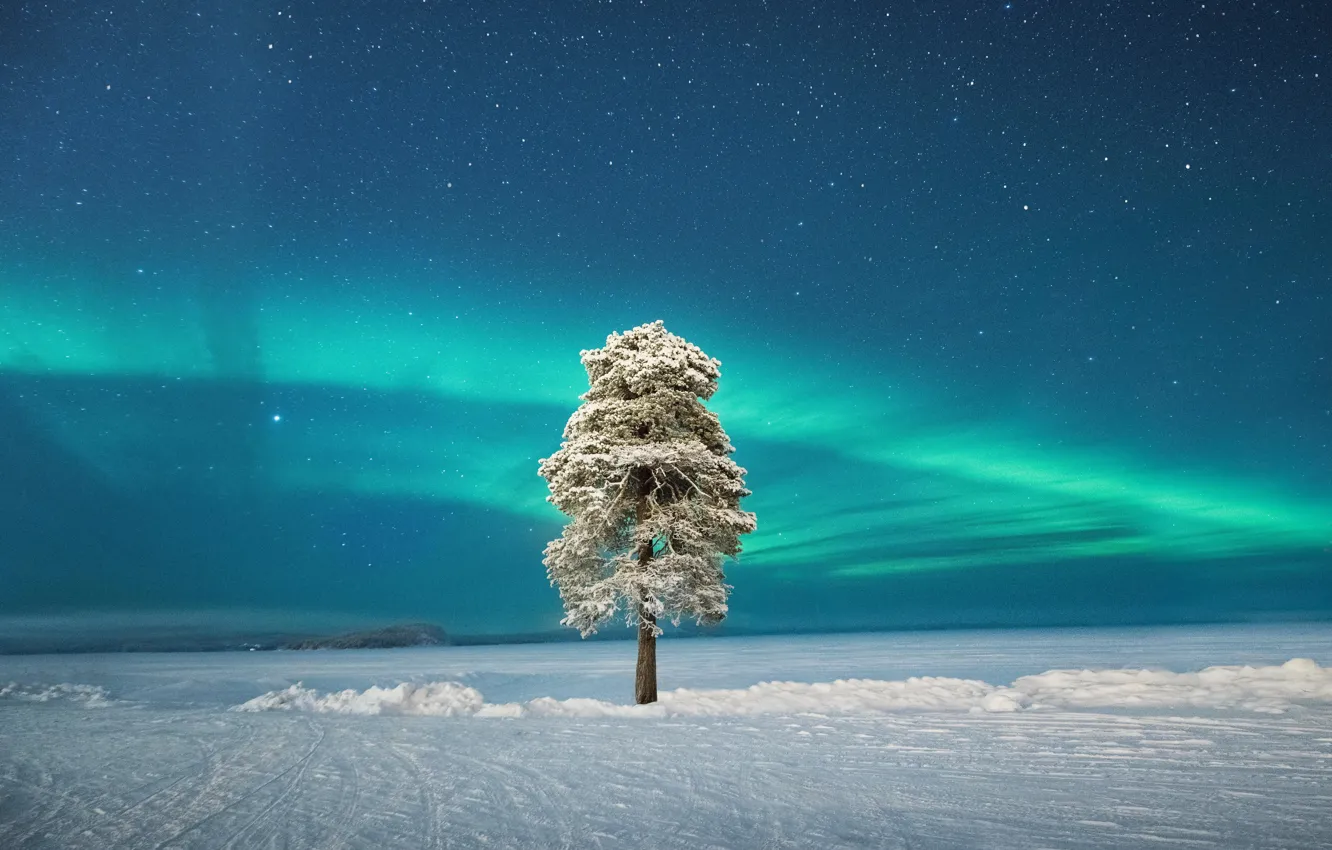Photo wallpaper trees, lonely tree, Finland, Finland, Lapland, Lapland, Lone Tree, Scandinavian Radiance