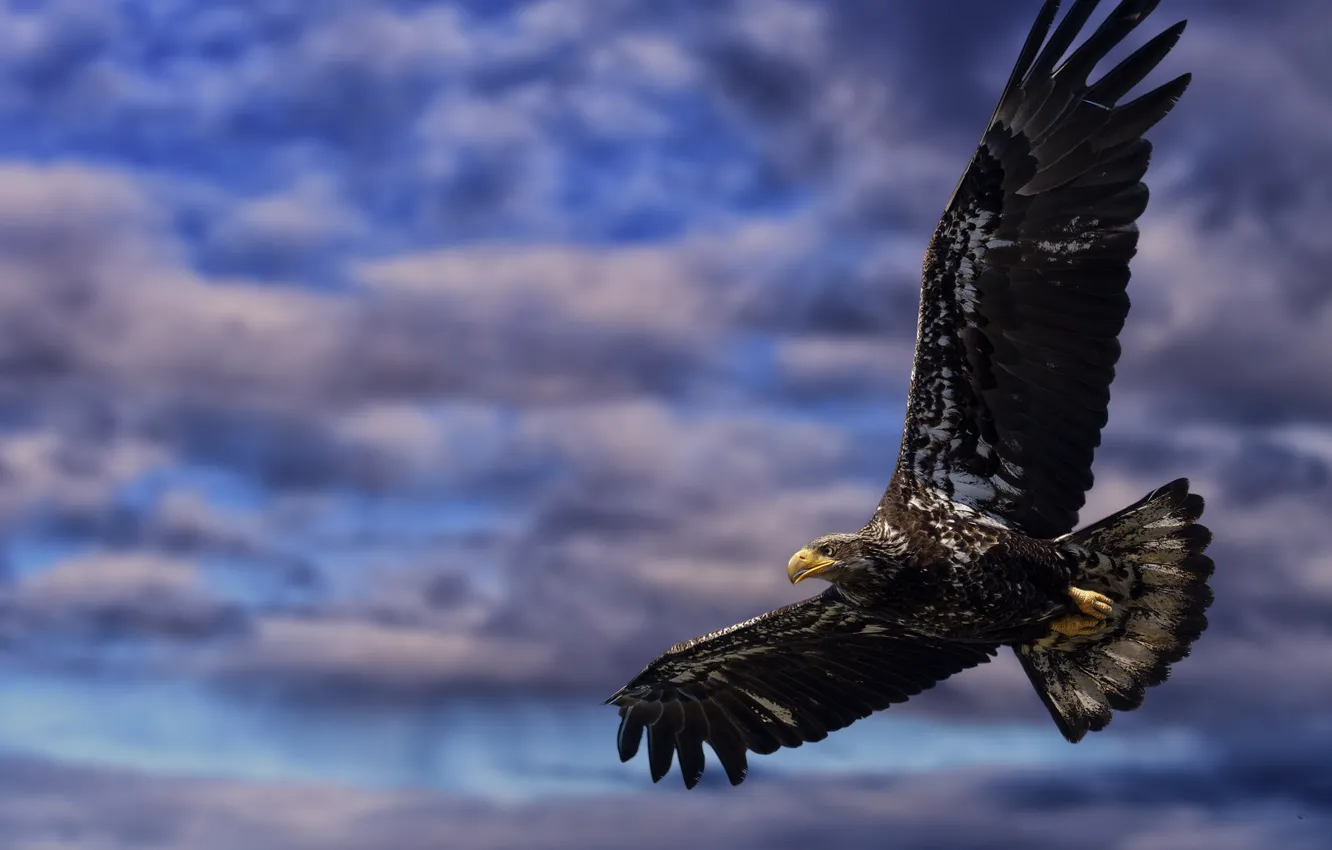 Photo wallpaper the sky, clouds, bird, eagle