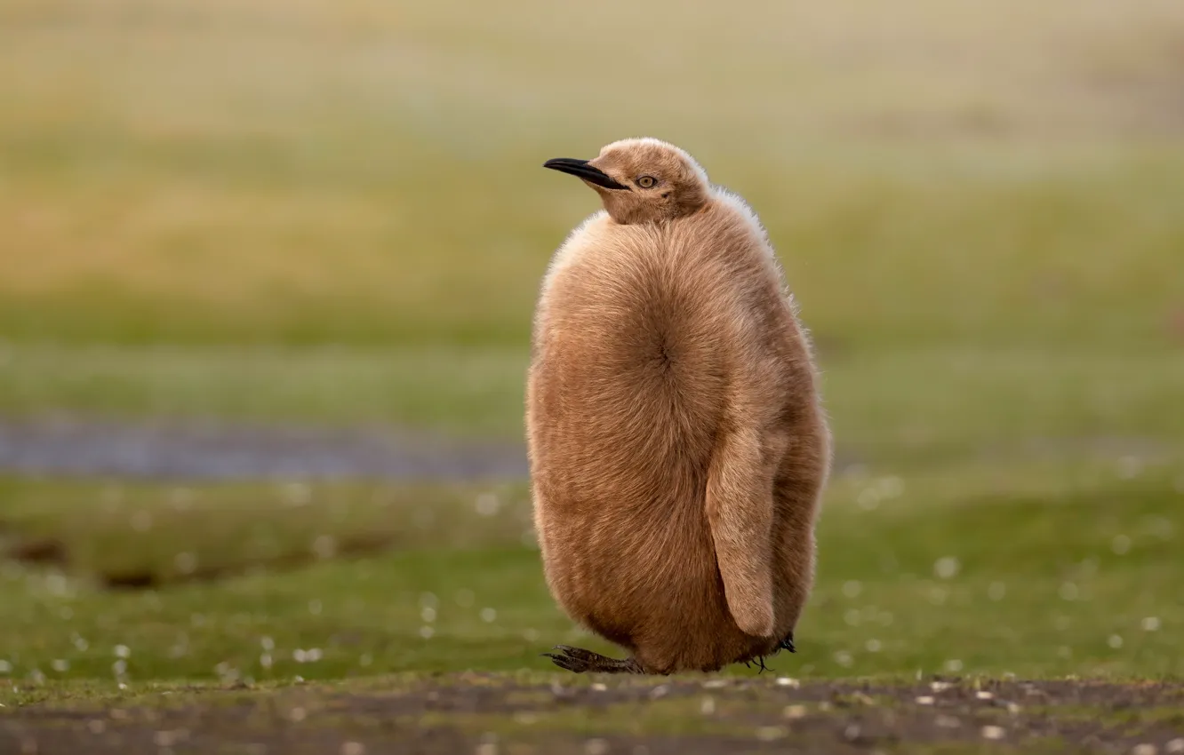 Photo wallpaper nature, bird, penguins, Chicks, penguin