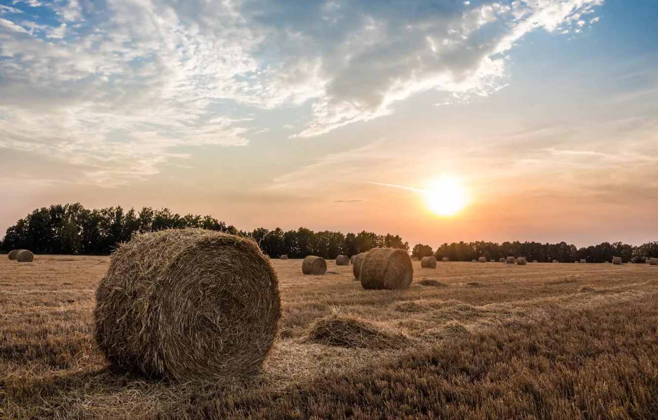 Photo wallpaper field, sunset, hay