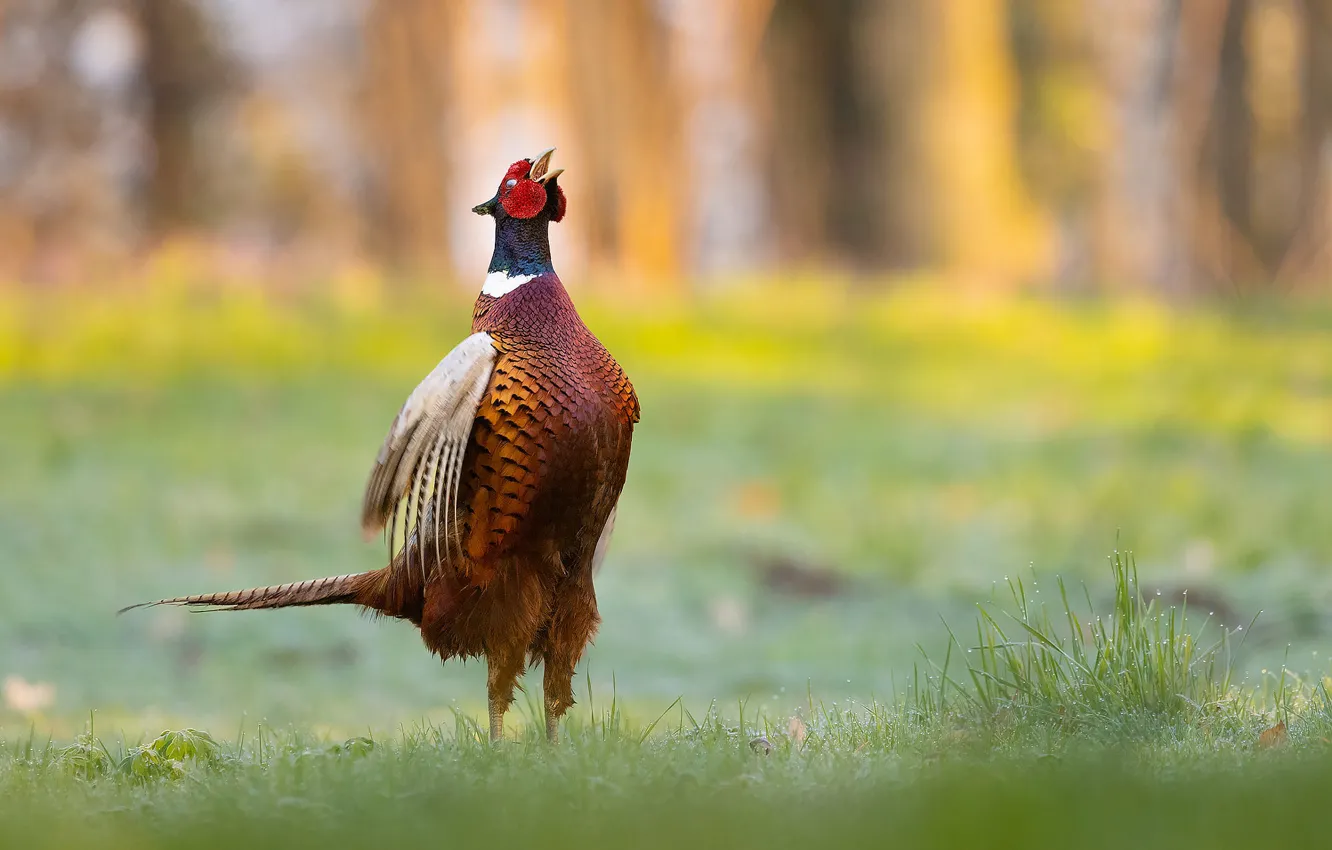 Photo wallpaper grass, pose, bird, glade, bokeh, pheasant, singing