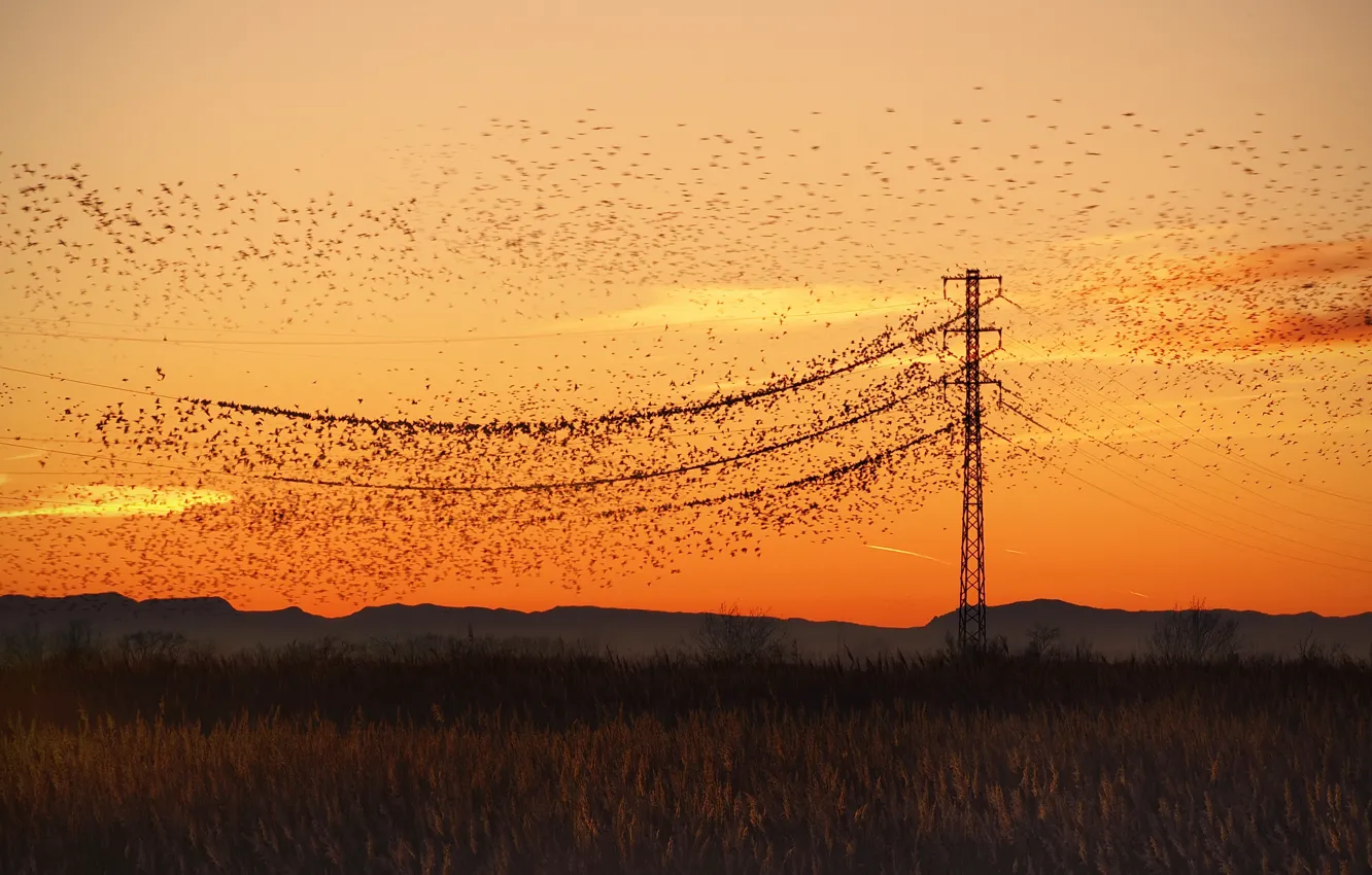 Photo wallpaper night, bird, power lines