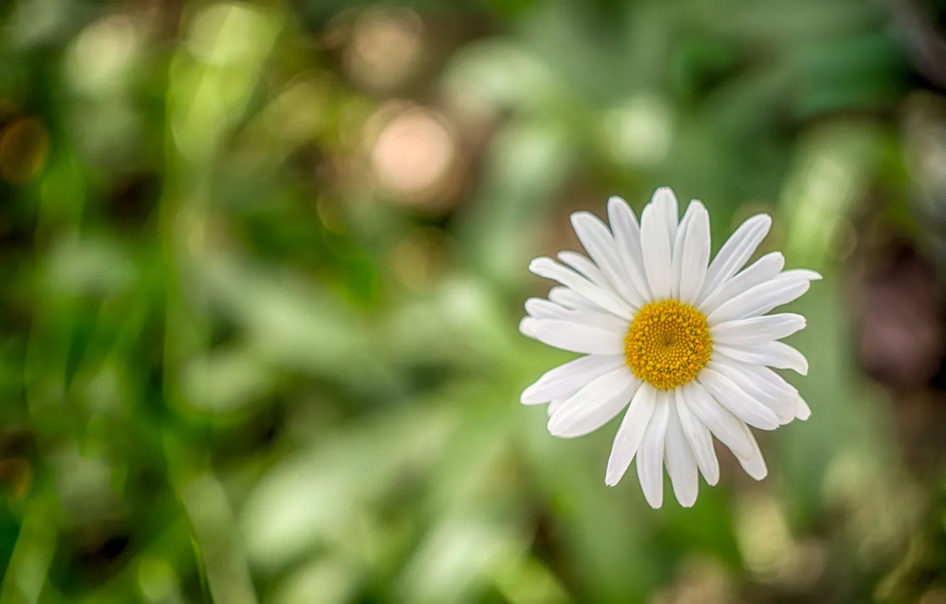 Photo wallpaper macro, chamomile, bokeh