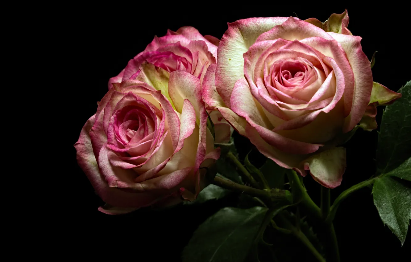 Photo wallpaper leaves, flowers, roses, bouquet, pink, black background, buds